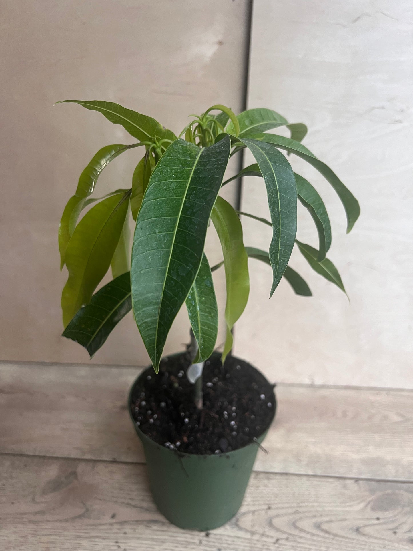Manila Mango in 10" Pot, grafted