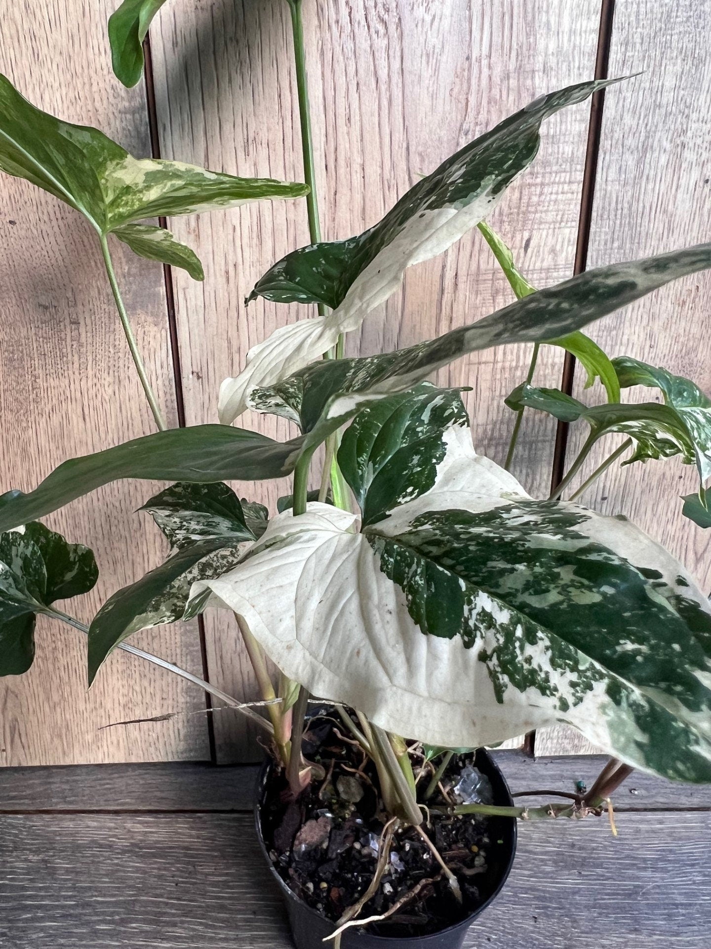Syngonium Podophyllum Albo-Variegatum in 4" Pot