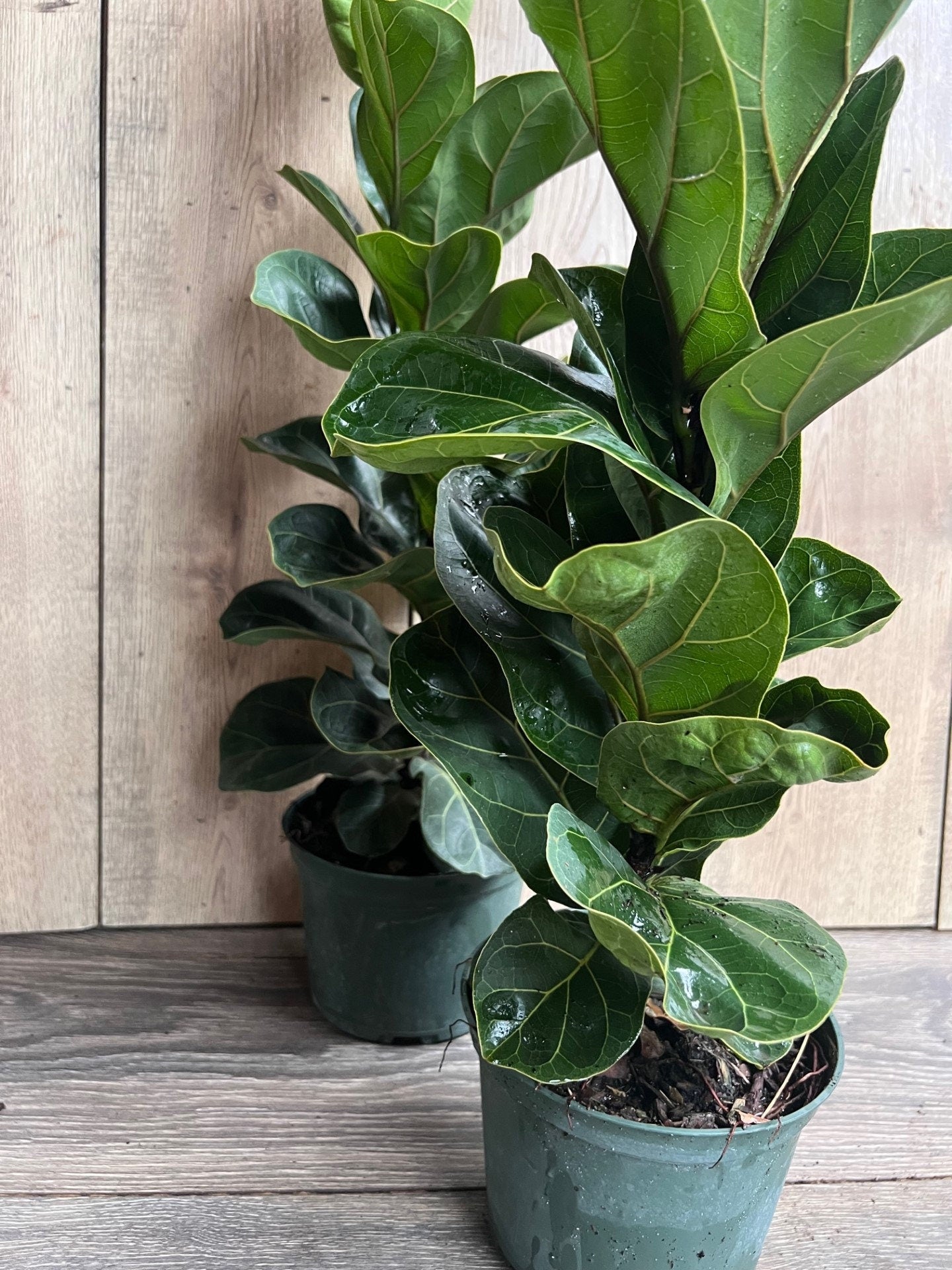 Ficus Lyrata Bambino in 6" pot