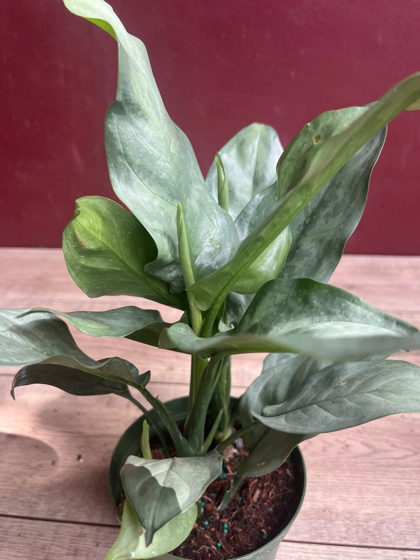 Aglaonema Gary Ghost, aglaonema ghost in 6"