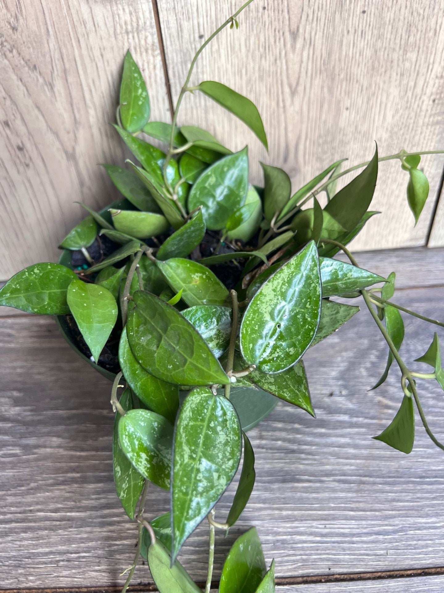 Hoya Black Margin 6" Pot