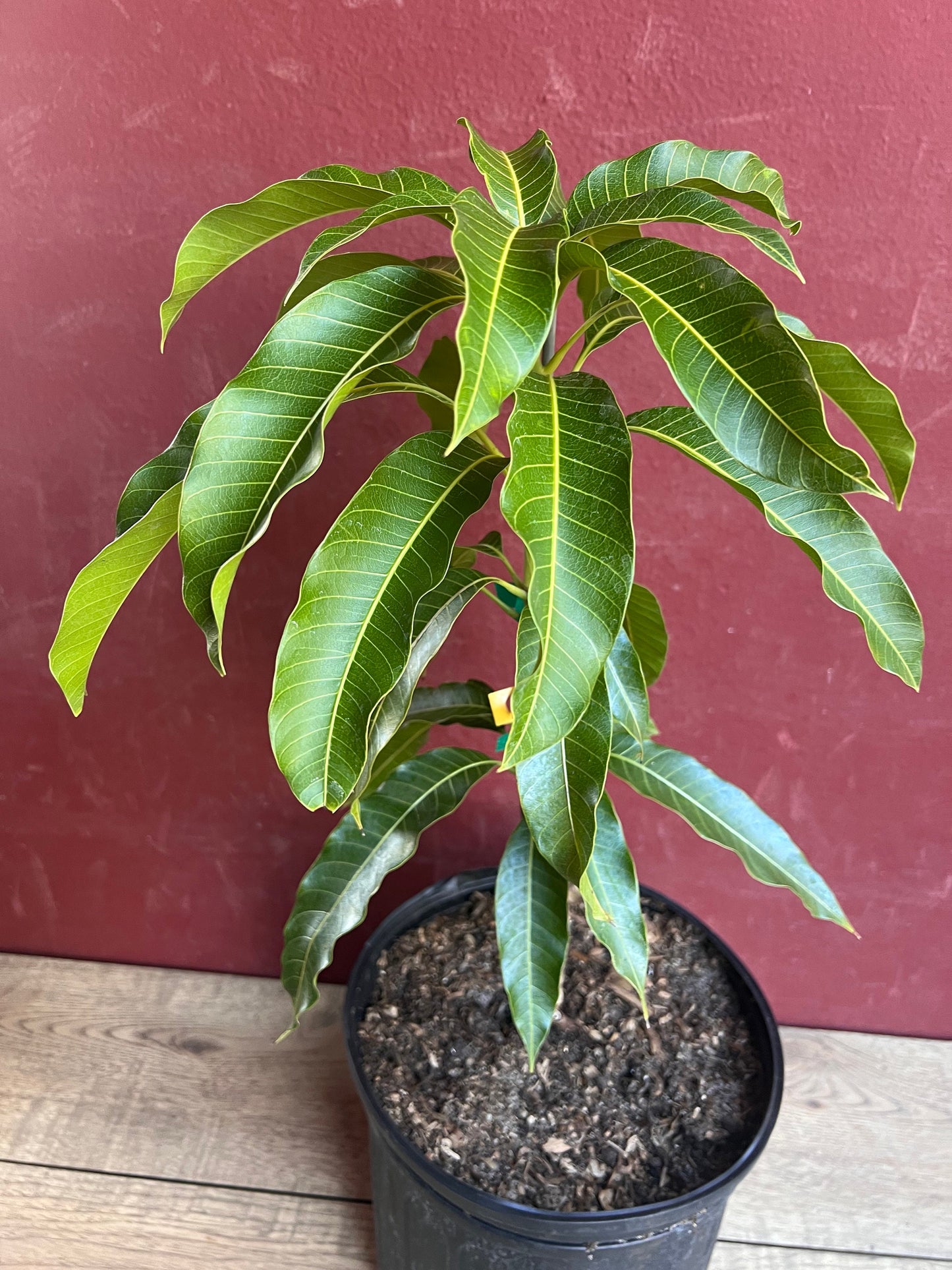 Kesar Mango Tree, grafted in 3 gallons pot, Gujarat Mango, No Ship to CA and HI