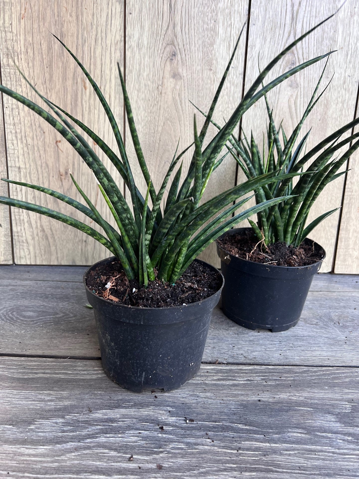 Sansevieria Fernwood, Sansevieria Mikado in 6" inches pot - live air purifying plant