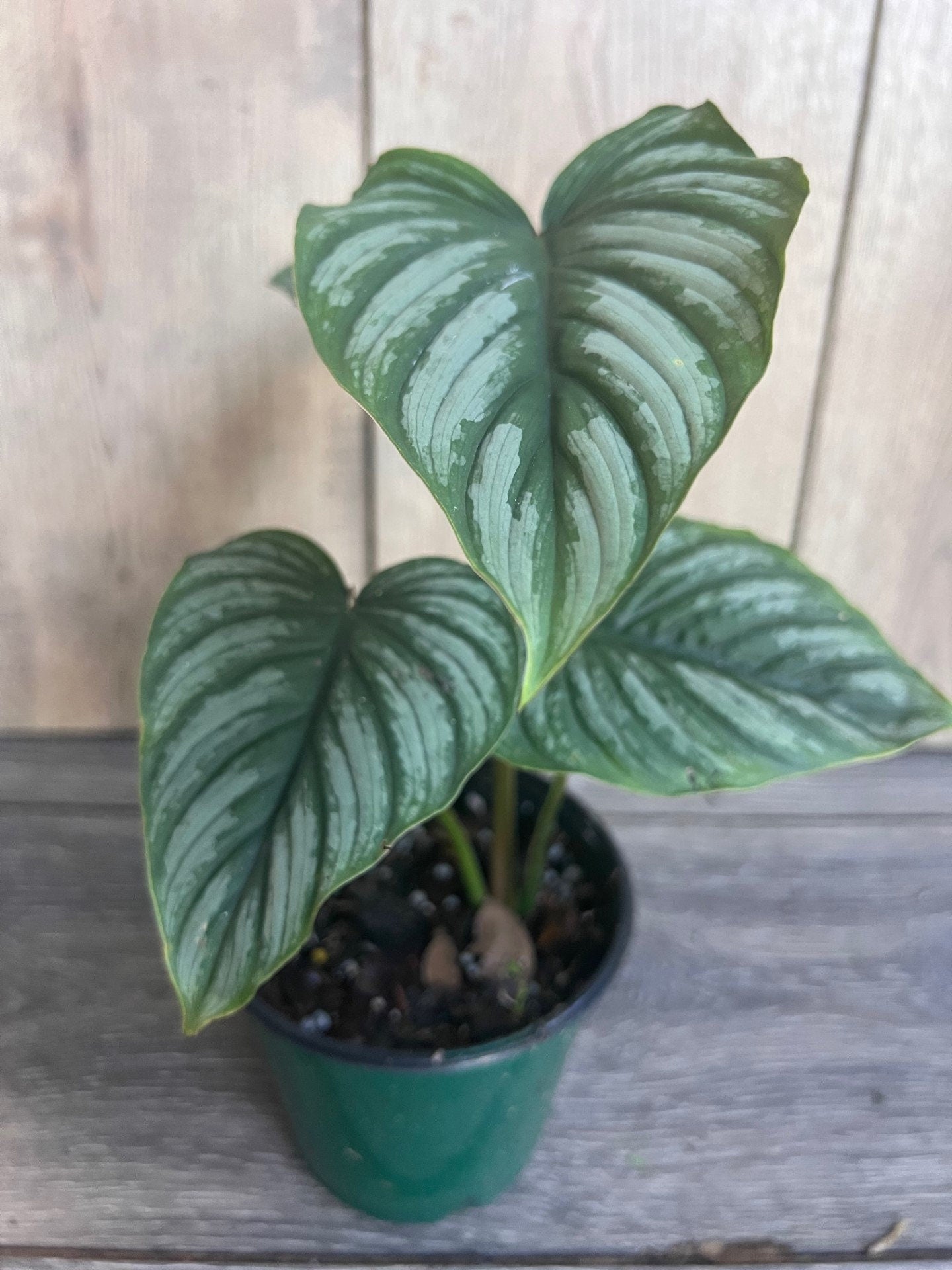 Philodendron Mamei in 4” Pot