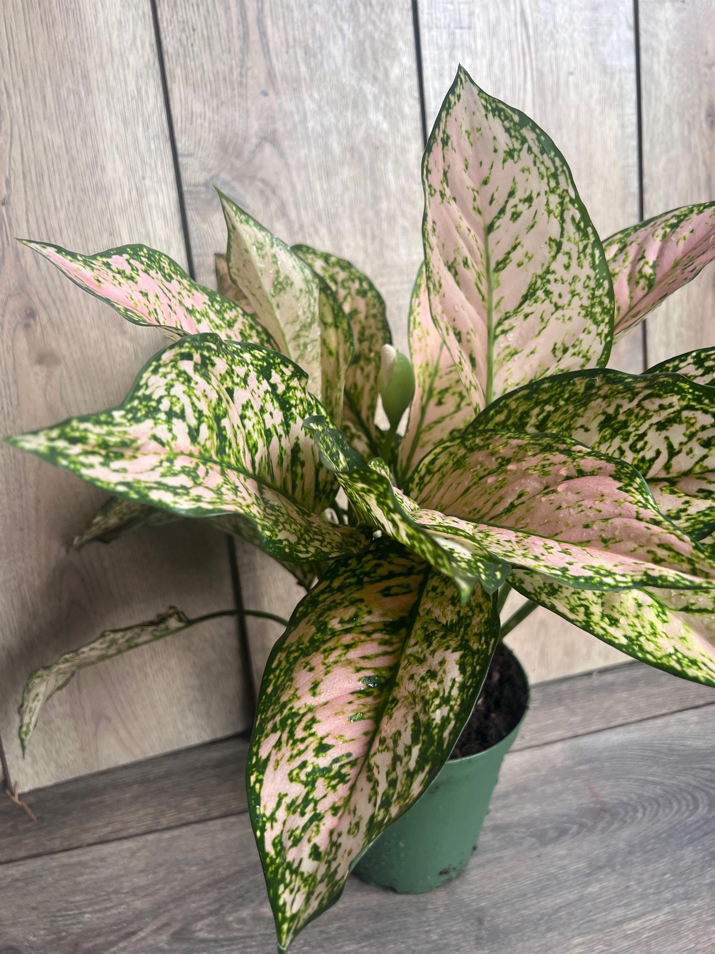 Etta Rose Aglaonema in 6" Pot, Rare Chinese evergreen
