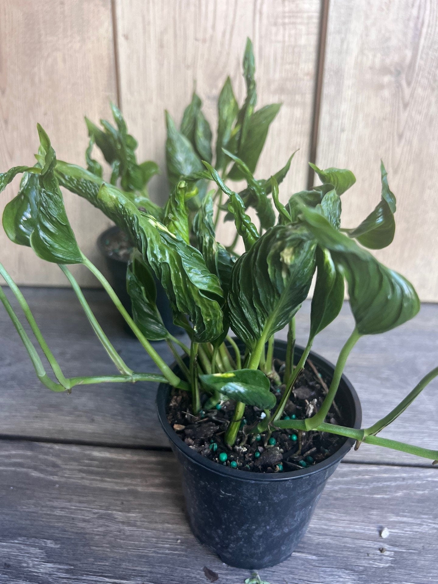 Epipremnum Aureum 'Shangri La' in 4 inches pot