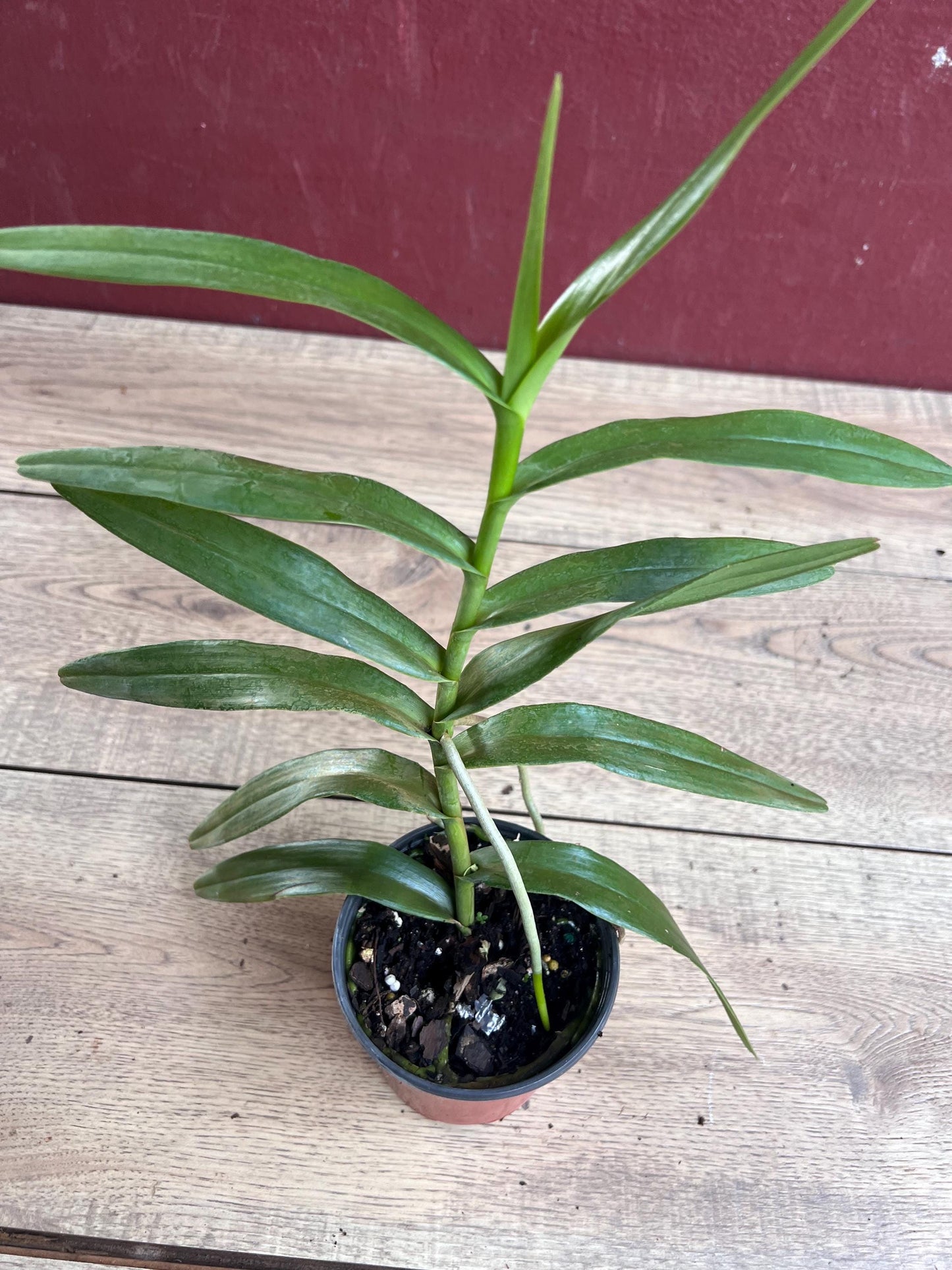 Scorpion orchid in 4" Pot, Arachnis, Aranda orchid