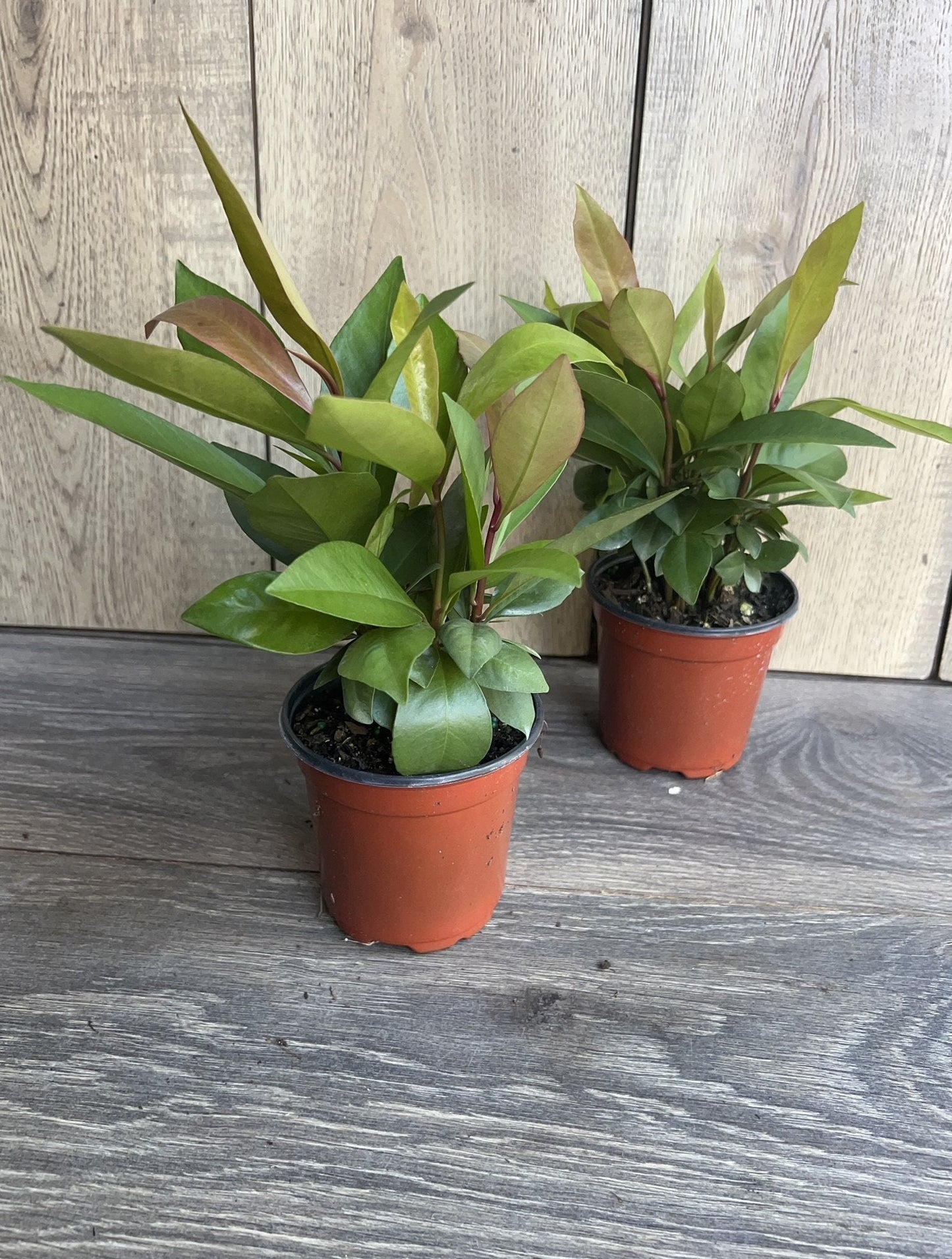 Ardisia Humilis in 4" Pot, house plant