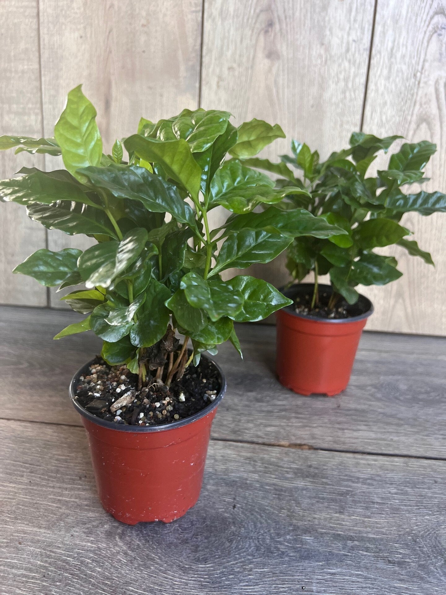 Arabica Coffee Plant - 4" Pot
