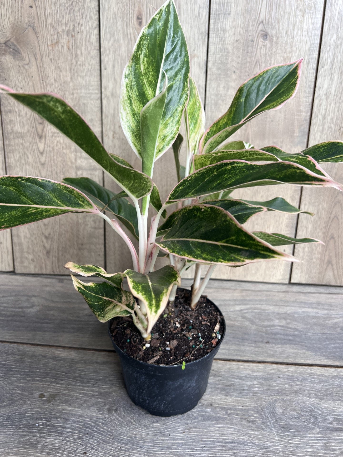 Aglaonema Pink Siam, Siam Aurora Aglaonema in 6" Pot