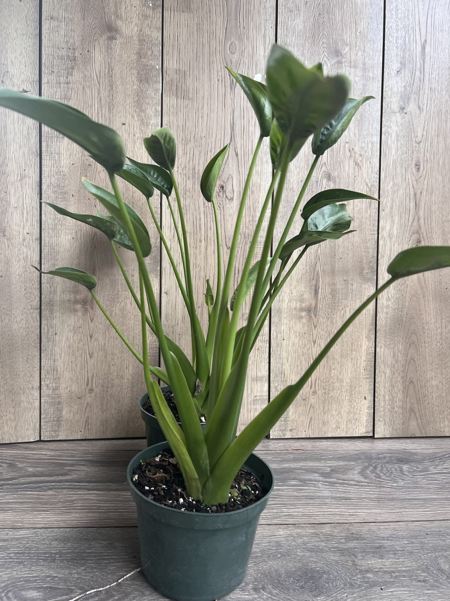 Alocasia Tiny Dancer in 6" Pot, house plant