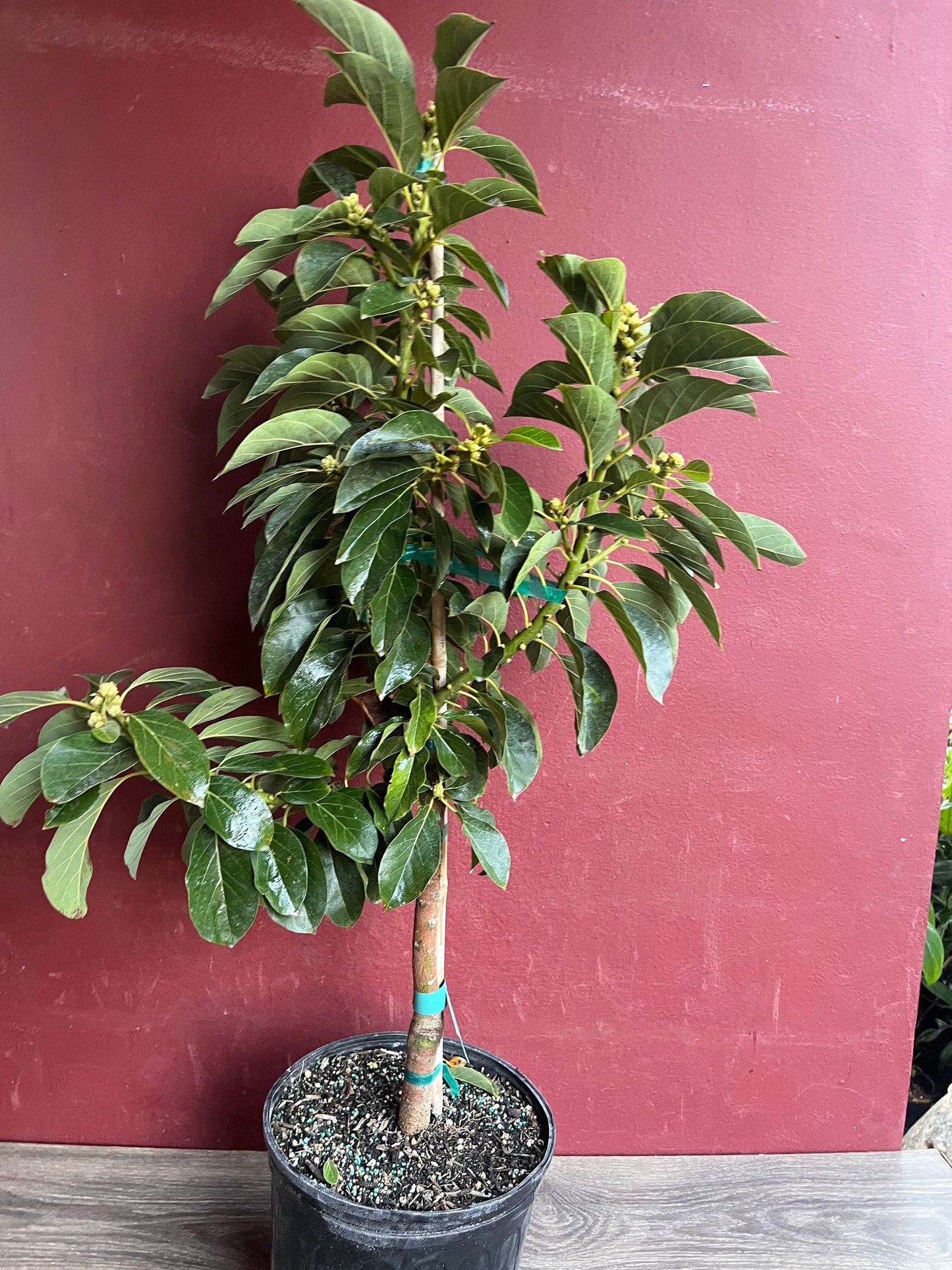Russell Avocado Tree , Grafted in 3 Gallon Pot, No Ship to CA and HI