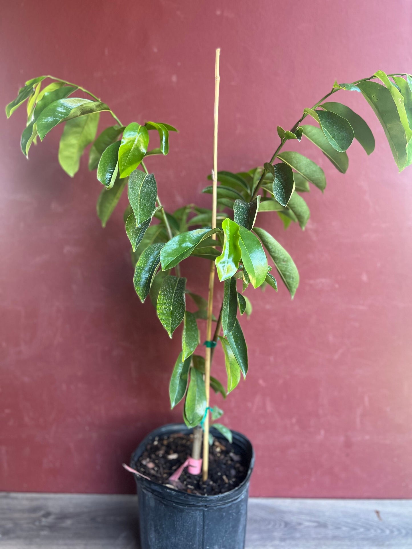 Soursop Tree, guanabana in 3 gallon gallon pot ,grafted, Sirsak, Anona Muricata, No Ship to CA and HI