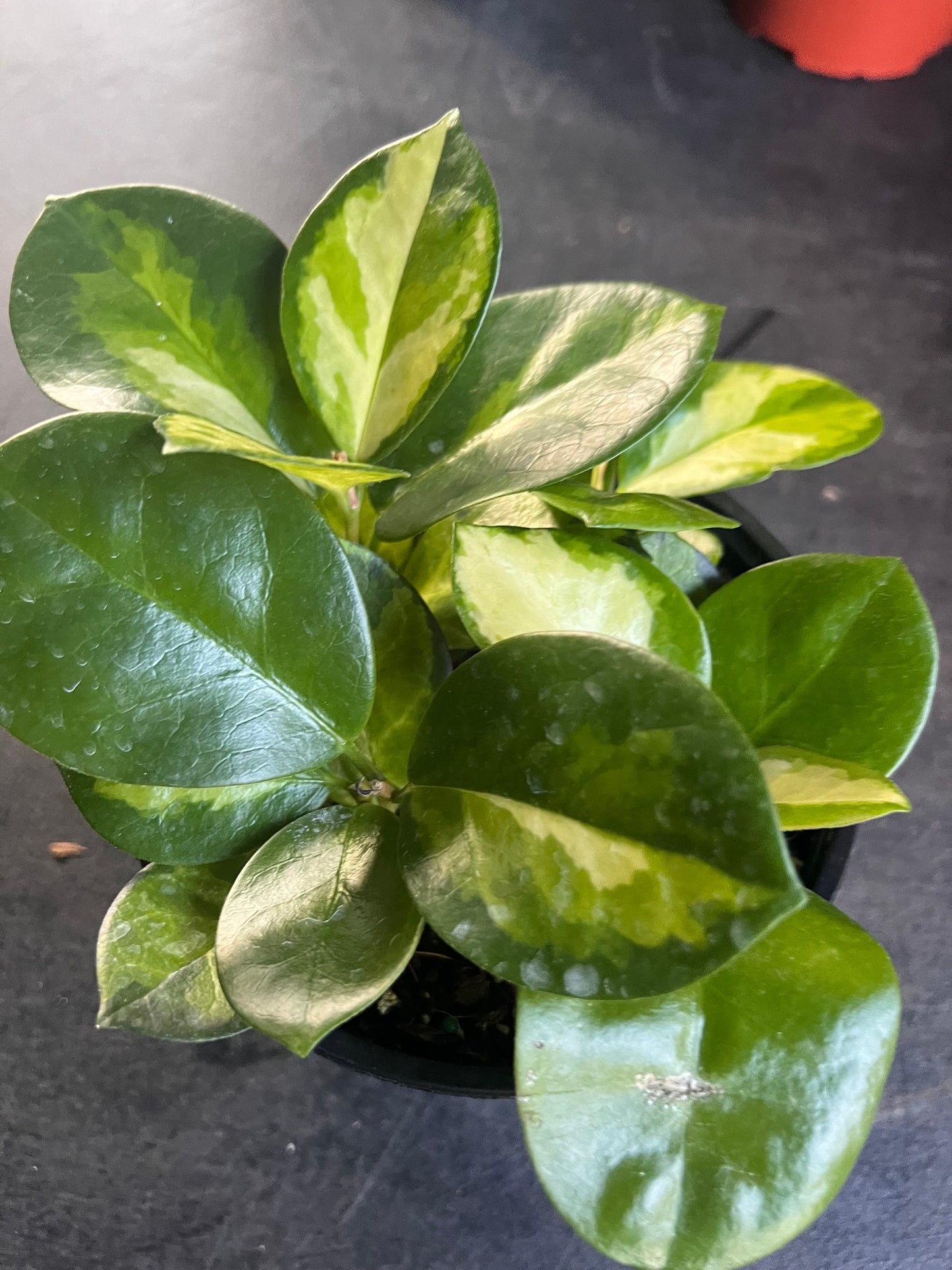 Hoya Australis Lisa in 6"Pot