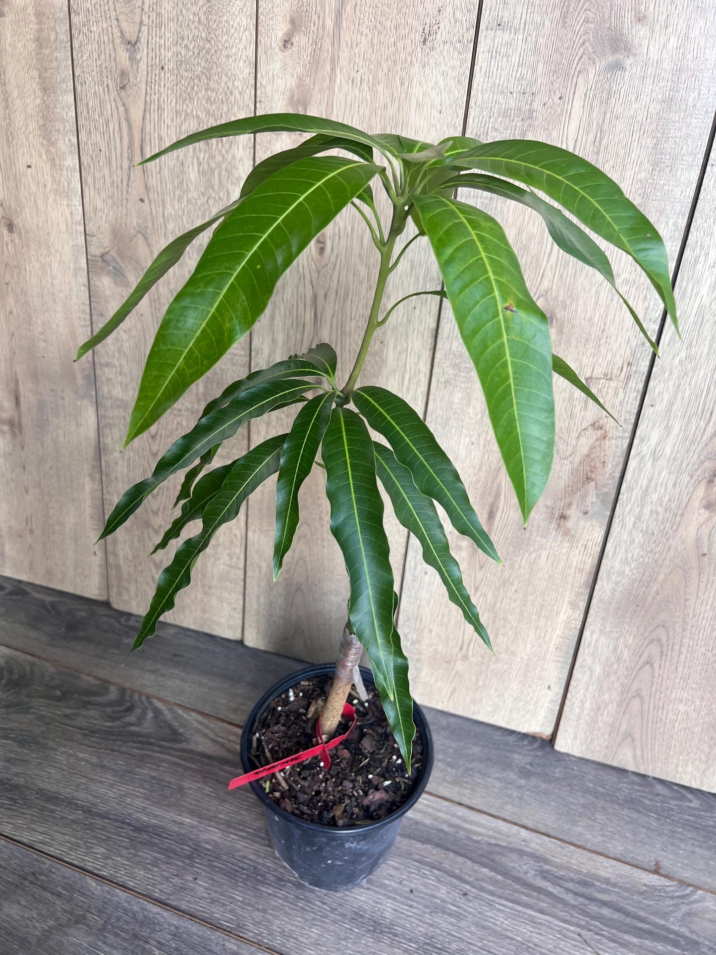 Grafted Jakarta Mango in 1/2 gallon pot