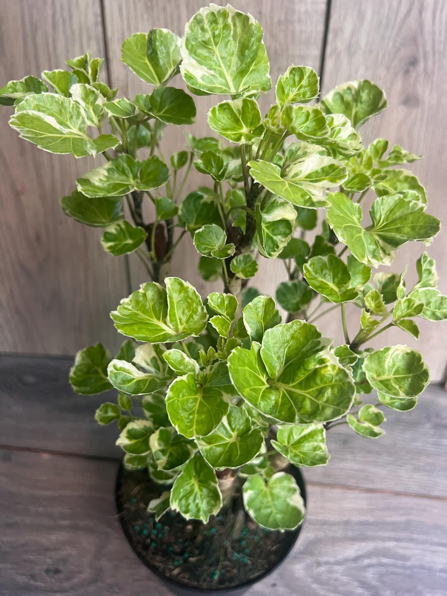 Aralia Balfour Variegated in 6" Pot, Bonsai Tree, Live Indoor & Outdoor Tropical Houseplant, Home and Office Decor