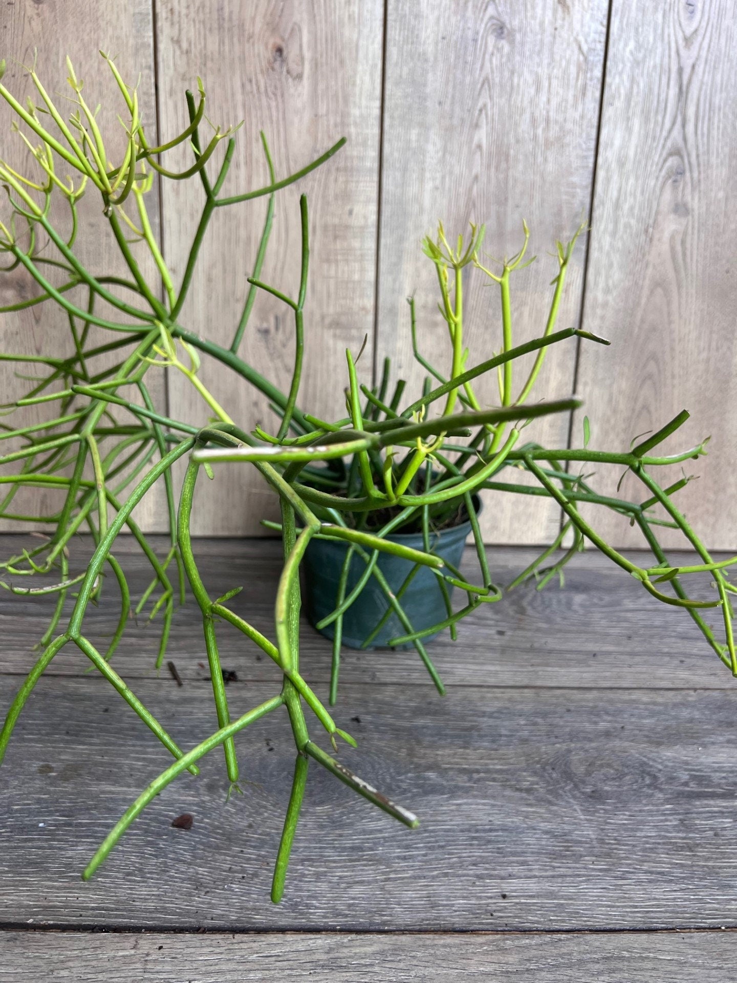 Euphorbia tirucalli, Pencil Cactus in 6" Pot