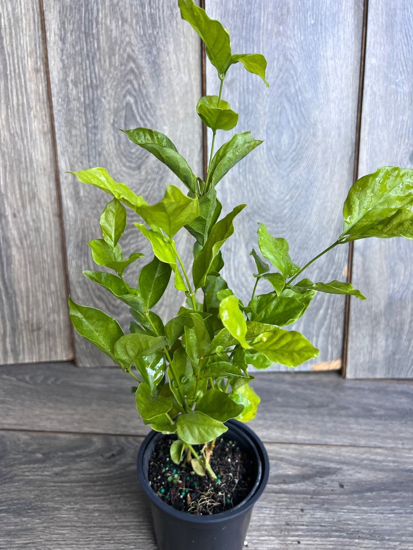 Jasmine Belle of India in 4" Pot Pot, Fragrance, Flowers and Brilliant Green Leaves