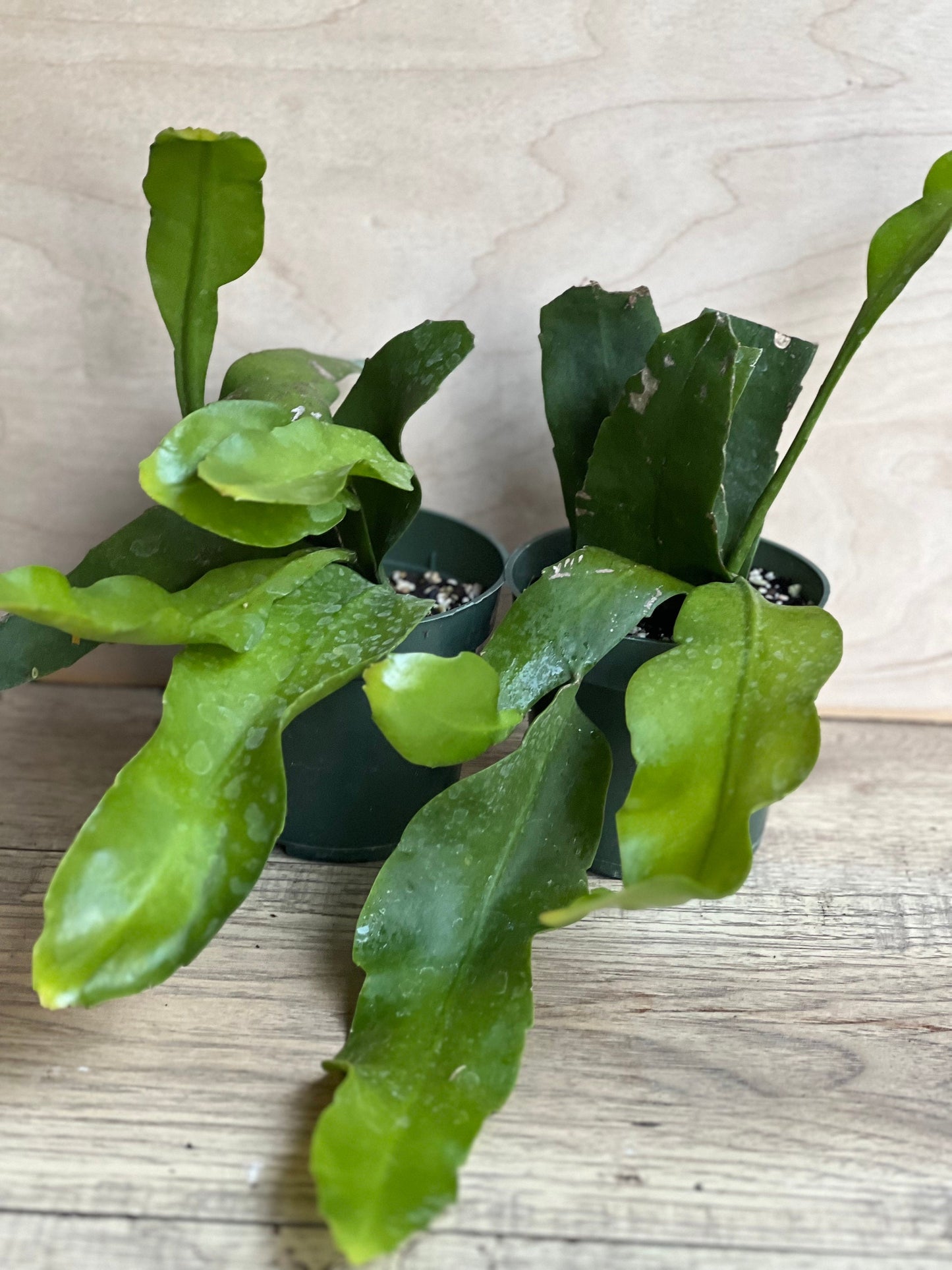 Epiphyllum oxypetalum , Night Blooming Cactus, orchid in 4" Pot, Queen of the night