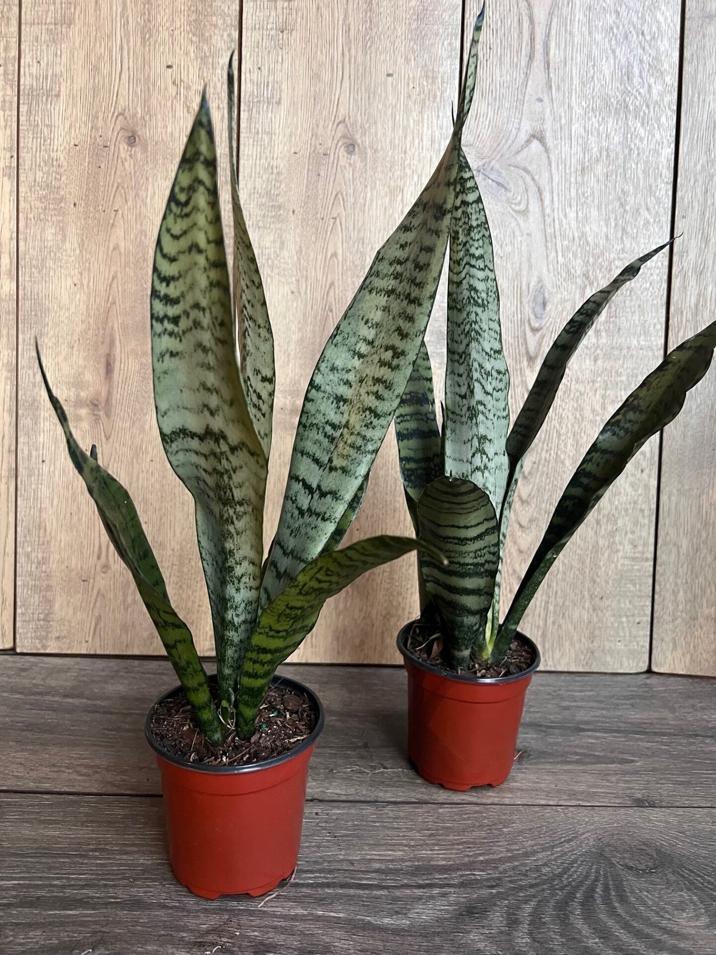 Sansavieria Zeylanica, in 4"pot, snake plant