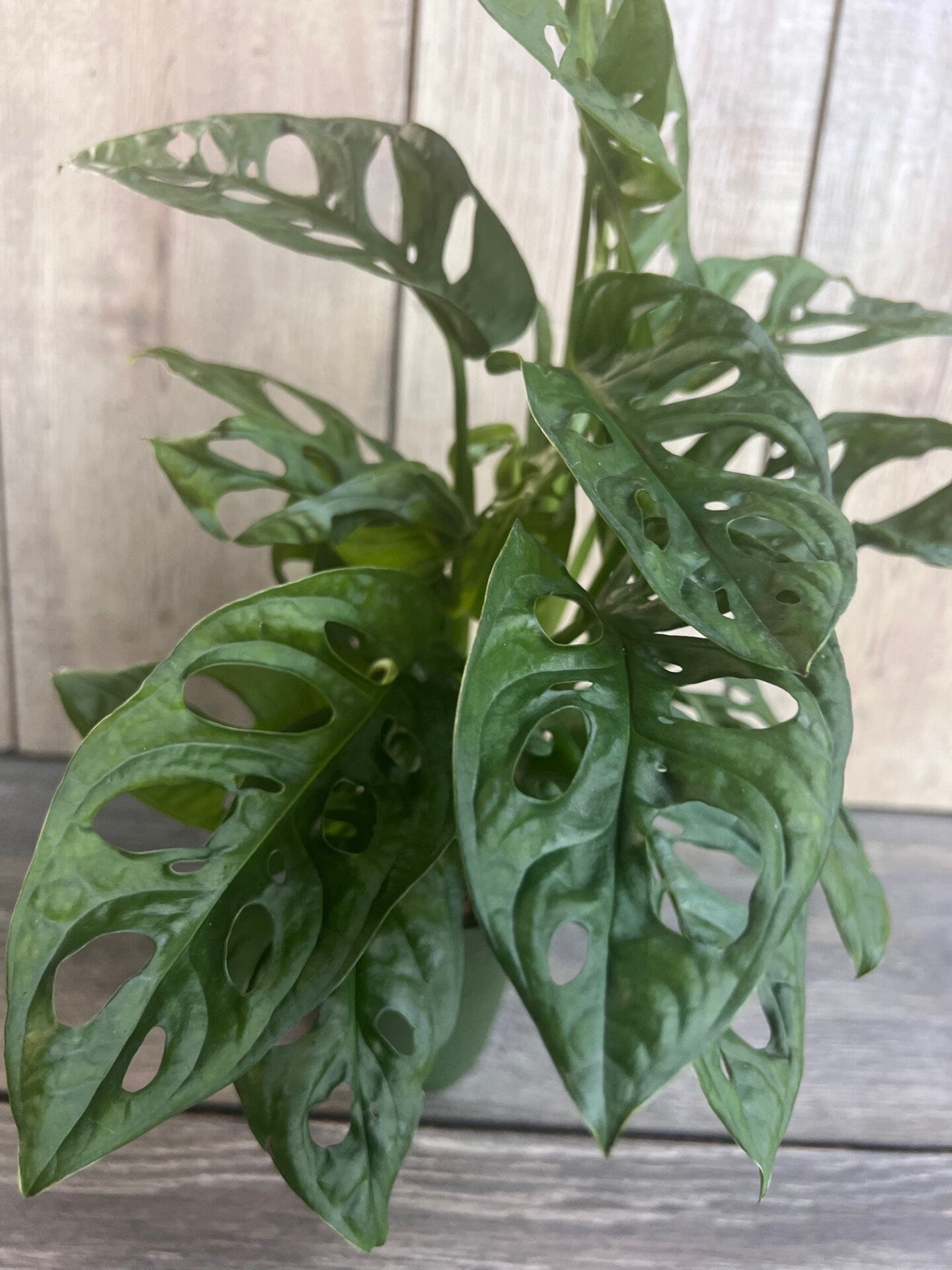 Monstera Adansonii in 4"pot