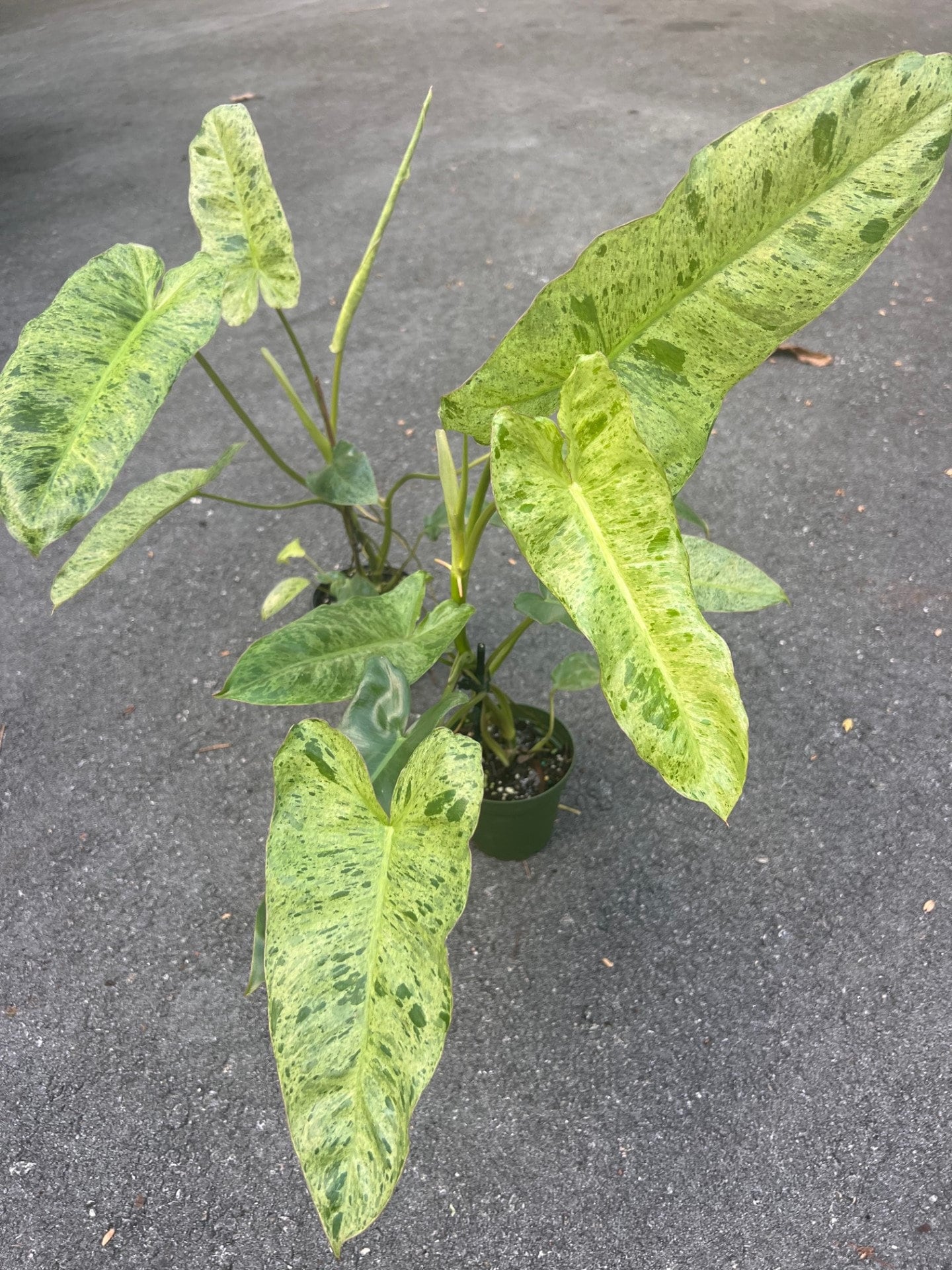 Philodendron Paraiso Verde in 4" Pot, Limited, High Variegation