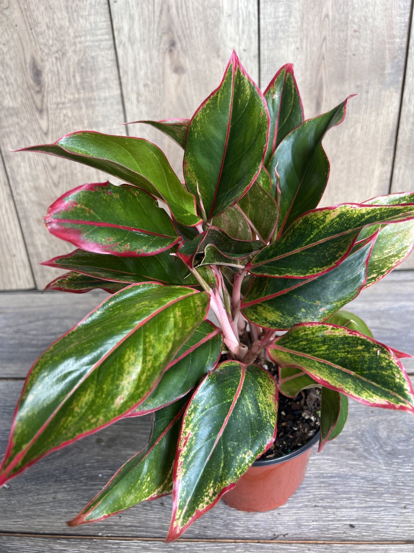 Aglaonema Siam, Siam Aurora Aglaonema in 6" Pot