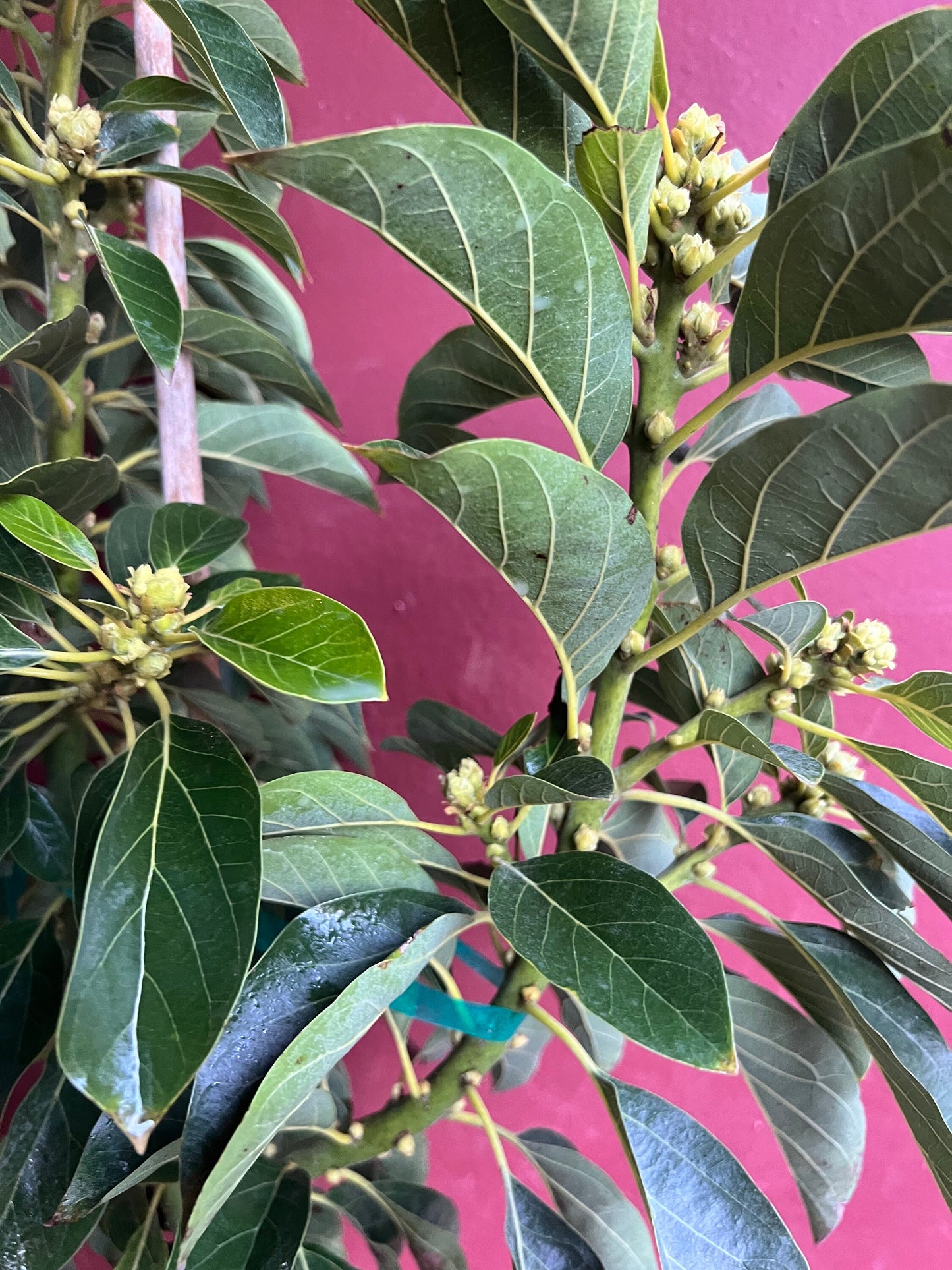 Russell Avocado Tree , Grafted in 3 Gallon Pot, No Ship to CA and HI