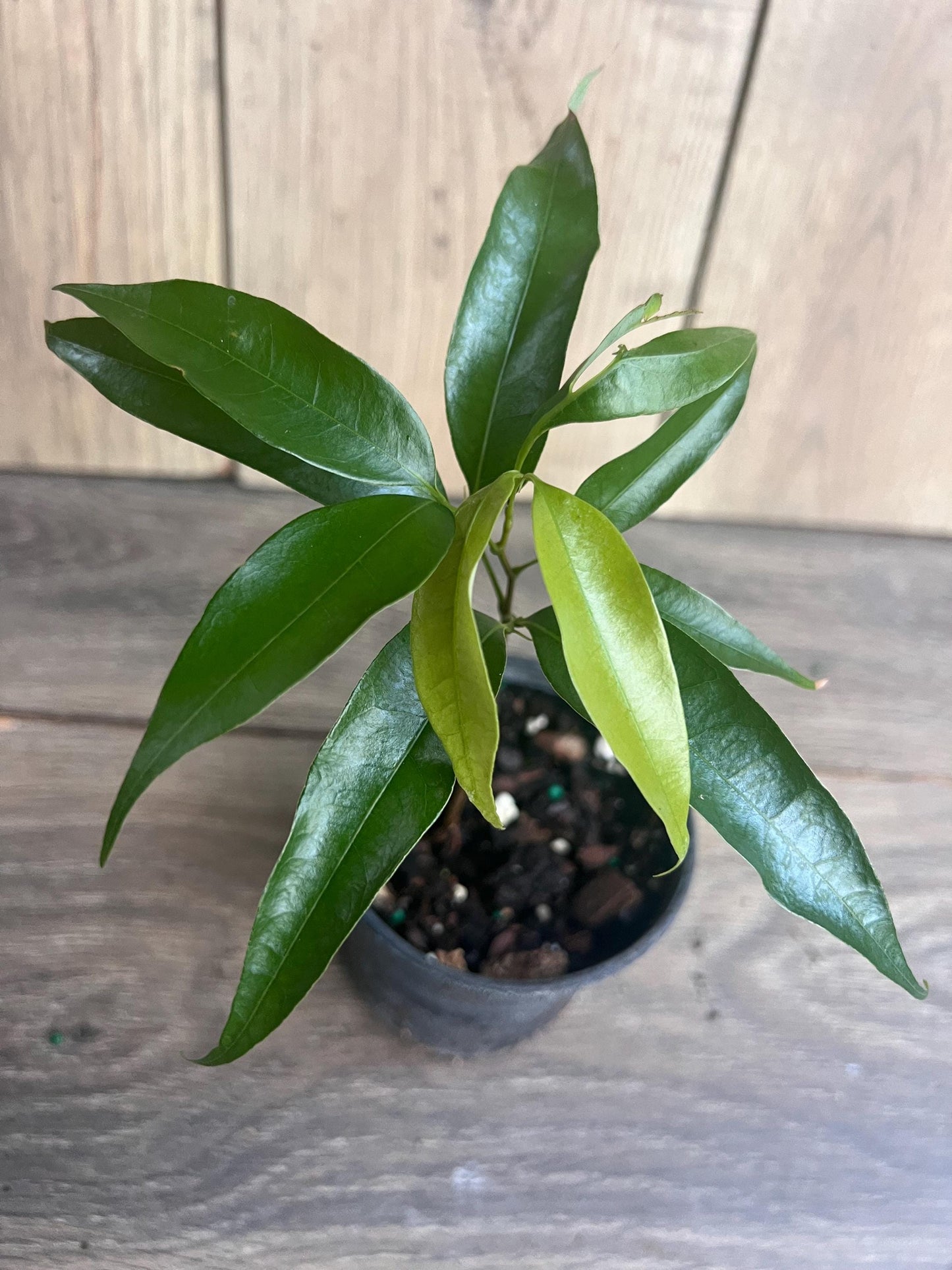 Sweetheart Lychee in 4" Pot
