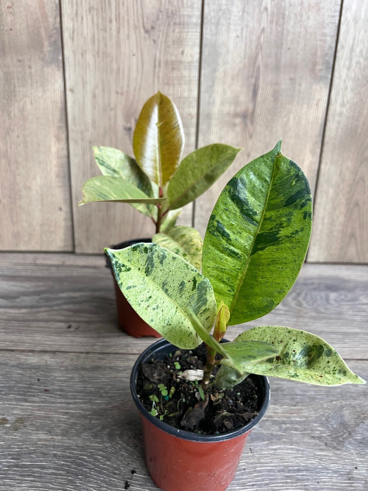 Ficus Shivereana Variegated in 4", Rare