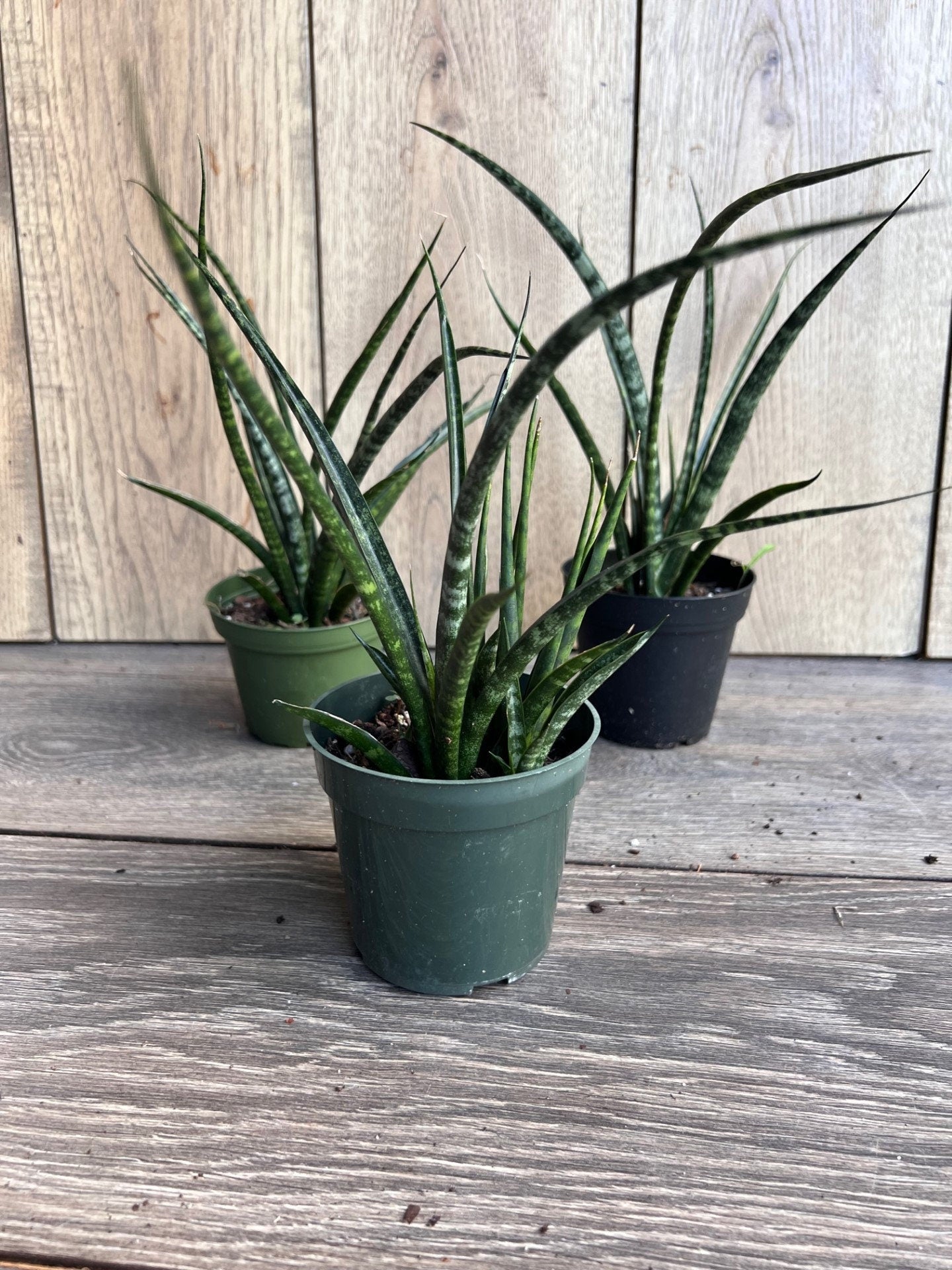 Sansevieria Fernwood, Sansevieria Mikado in 4" inches pot - live air purifying plant