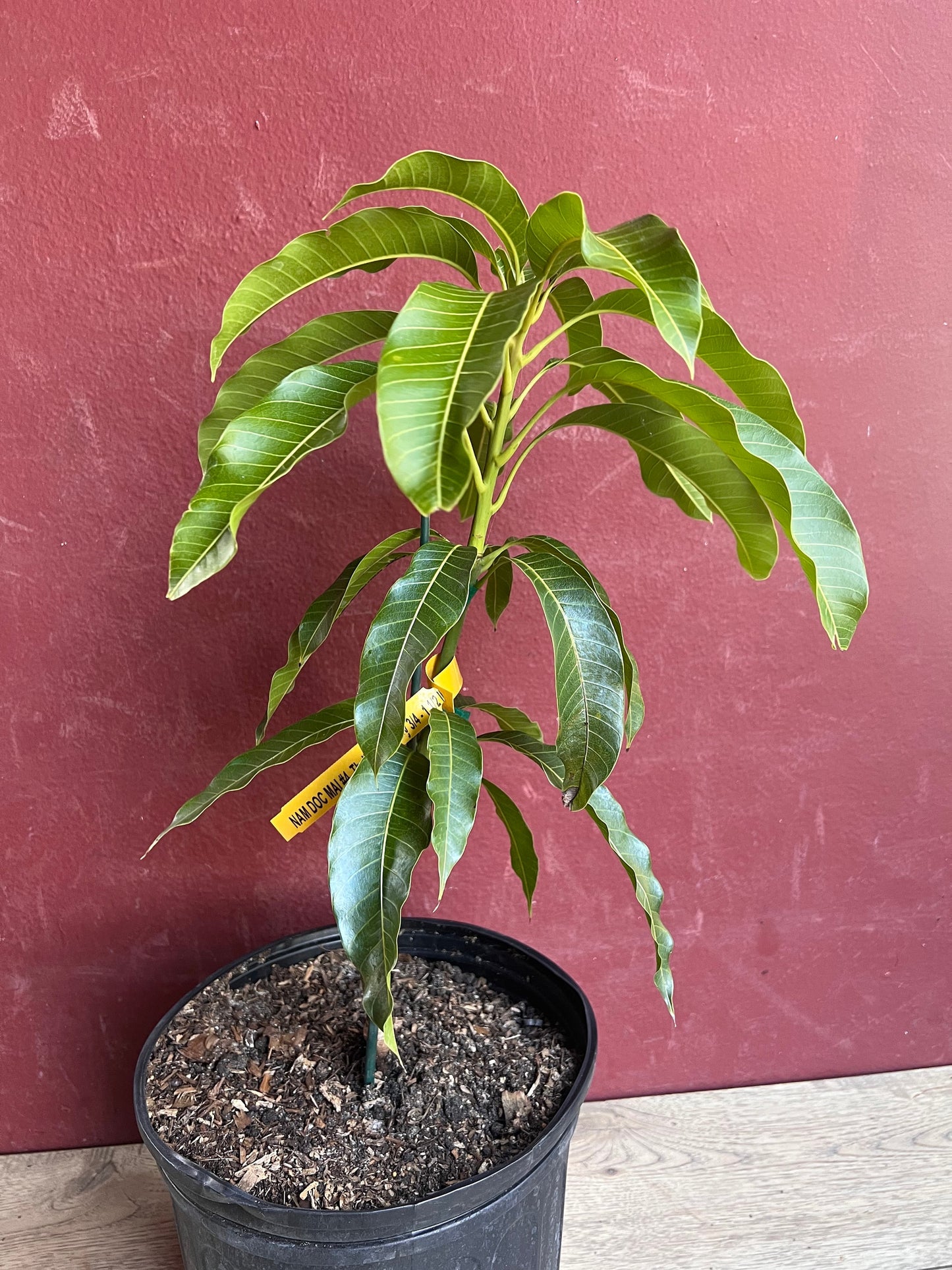 Kesar Mango Tree, grafted in 3 gallons pot, Gujarat Mango, No Ship to CA and HI