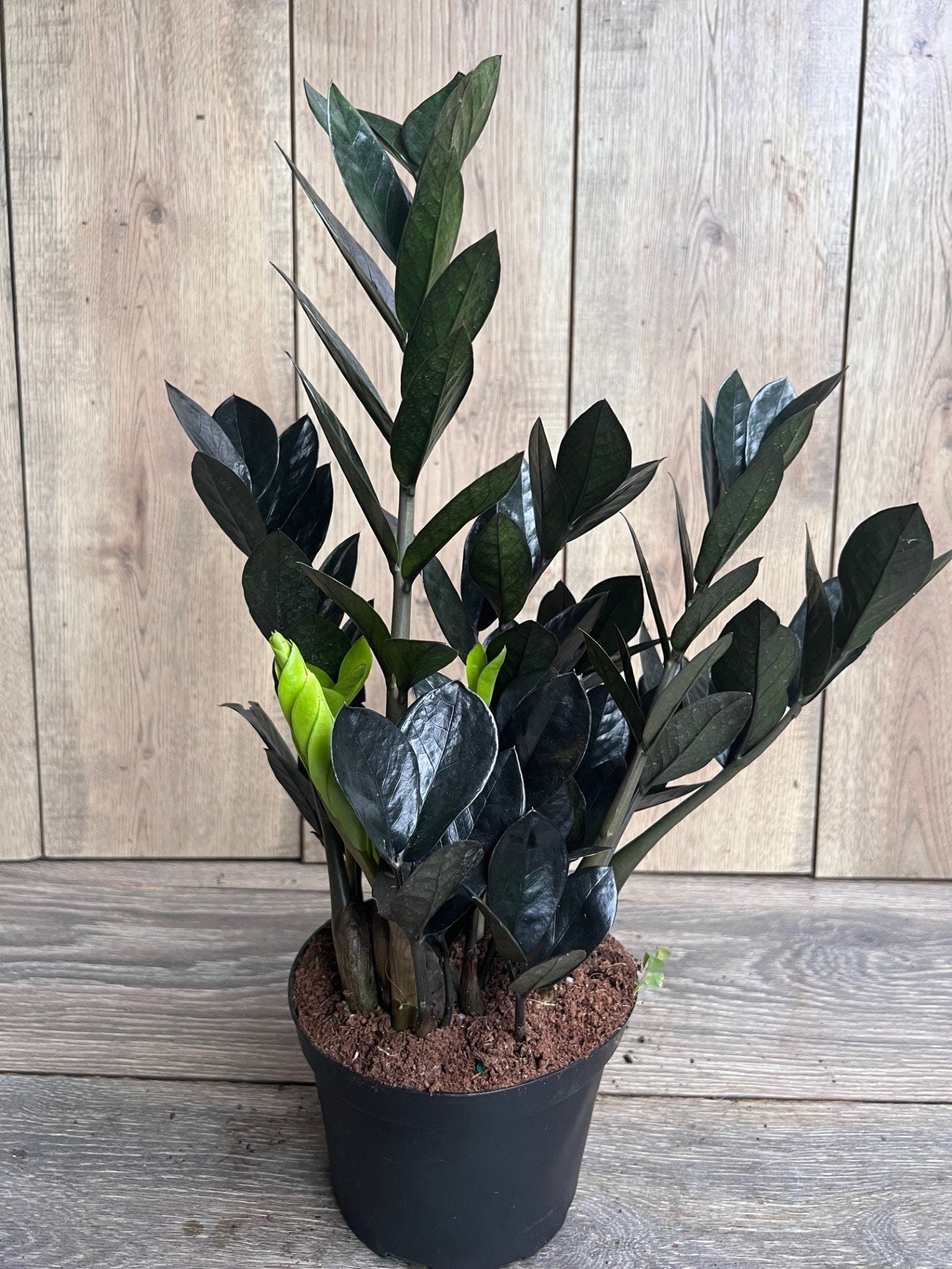 Black Raven ZZ, dark zz plant in 6" pot, Zamioculcas zamiifolia raven