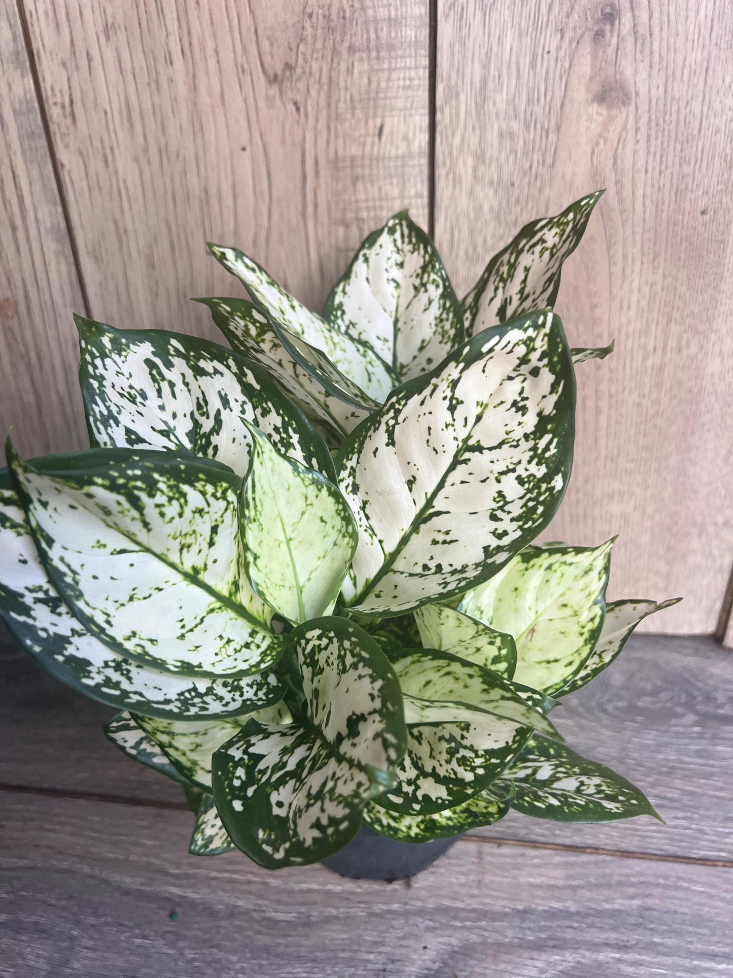 Aglaonema Variegata pearls in 6", commutatum Pearls