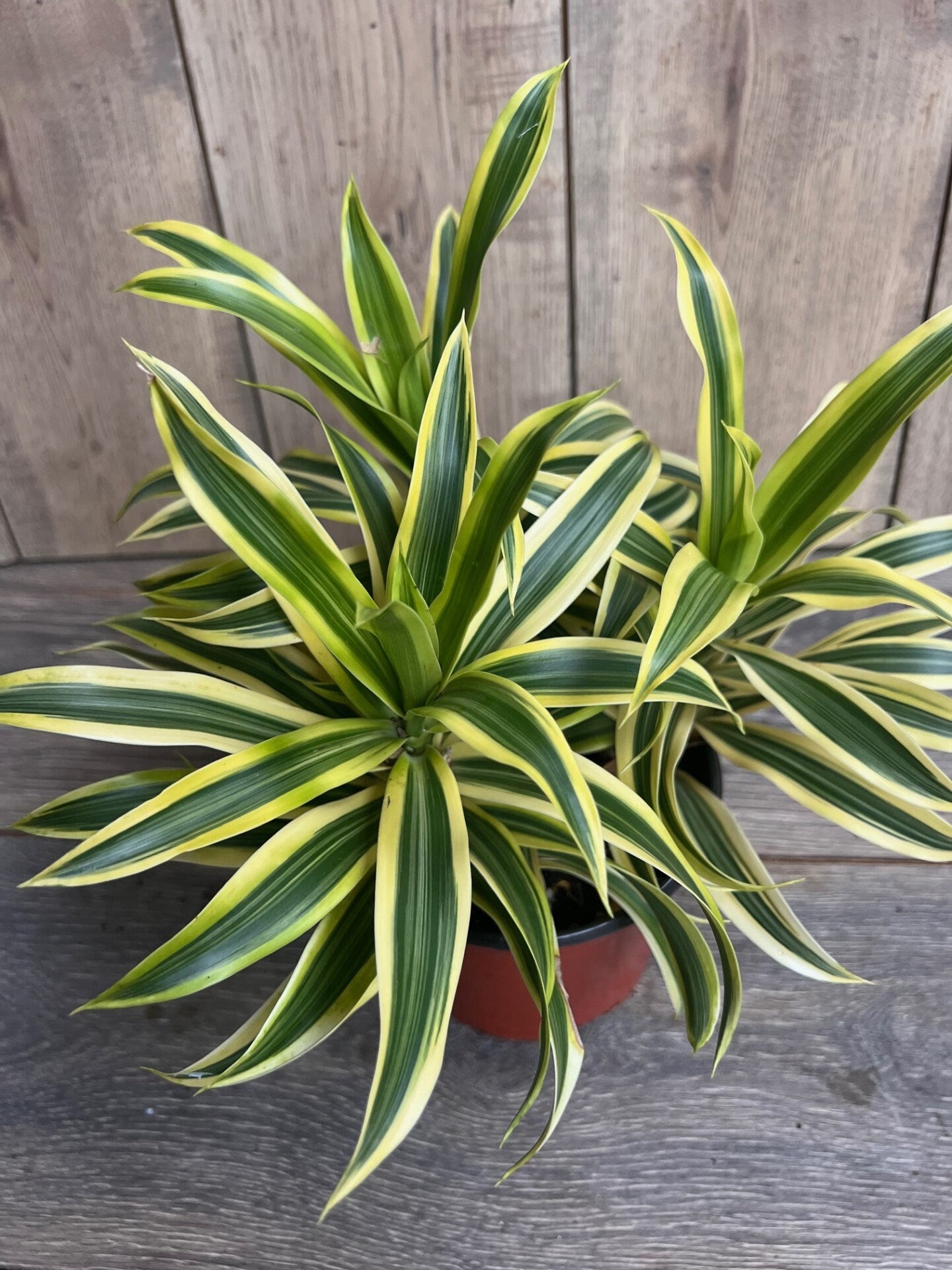 Song Of India, 6" Pot, Dracaena reflexa.