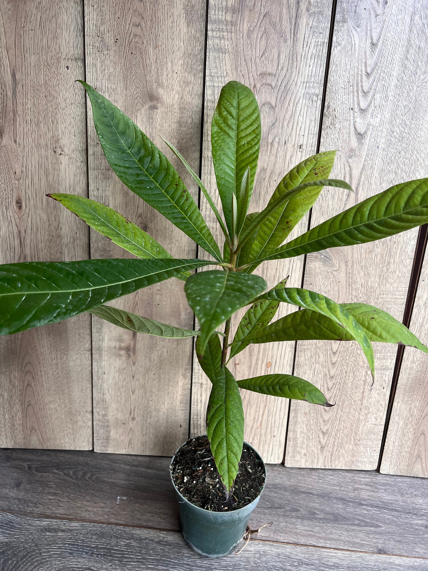 Mamey sapote , Pouteria sapota, in half Gallon Pot
