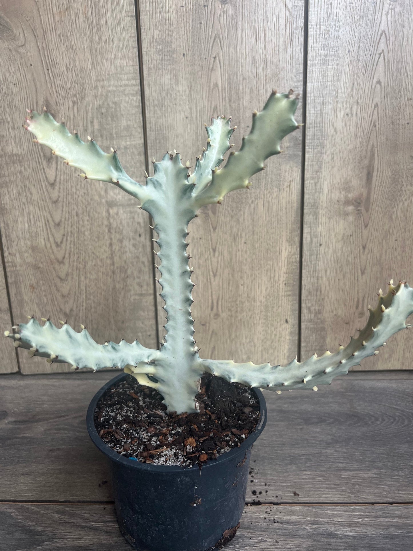 Ghost cactus | White variegated euphorbia lactea | Rare Cactus in 6"
