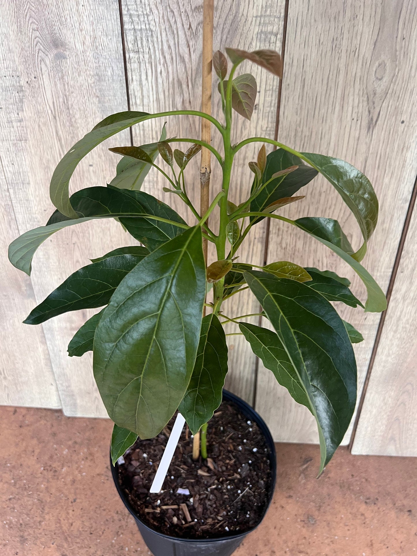Haas Avocado Tree , Grafted in 3 Gallon Pot, No Ship to CA and HI