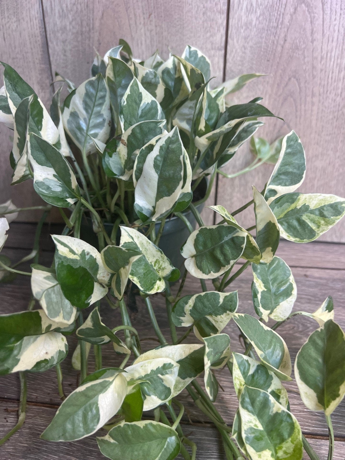 N’Joy pothos , Epipremnum aureum, Devil’s Ivy in 6" pot, Njoy