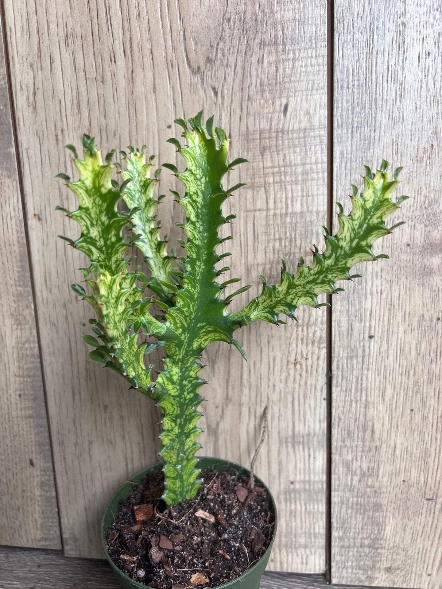 Euphorbia Lactea Variegated, Dragon Bone in 4" Pot, rare, cactus , succulent, Lacei variegata