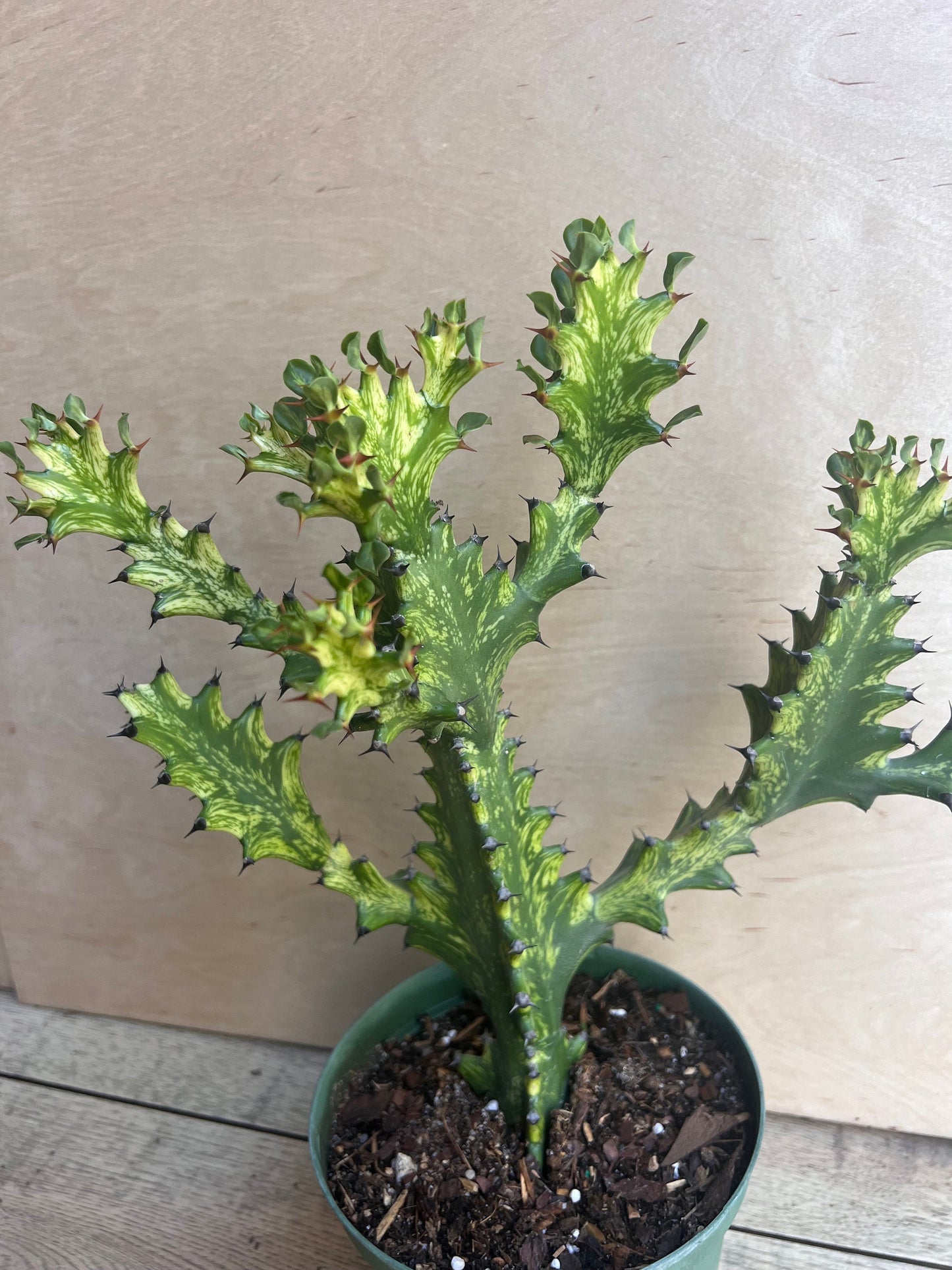 Euphorbia Lactea Variegated, Dragon Bone in 6" Pot, rare, cactus , succulent, Lacei variegata