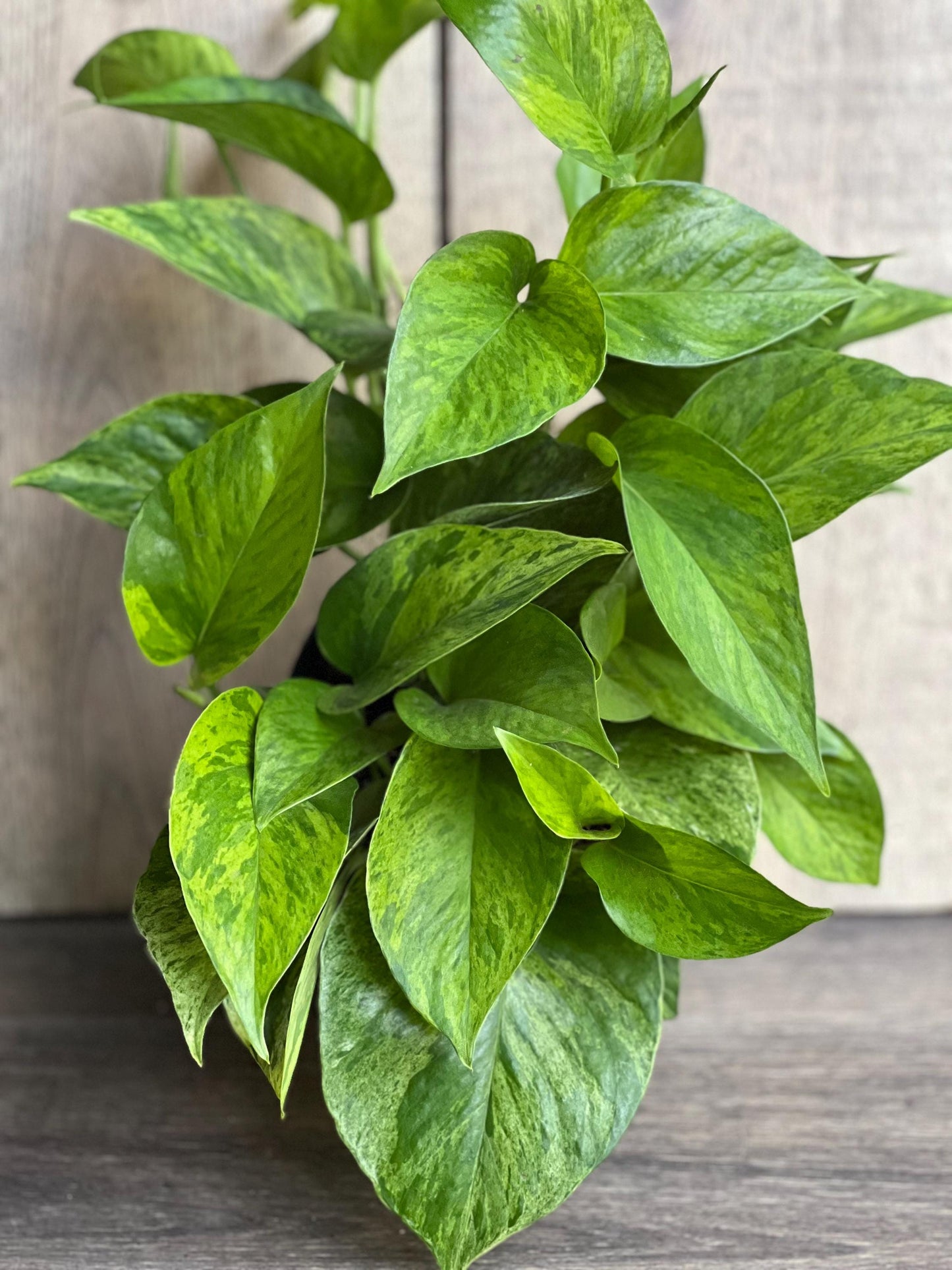 Jessenia pothos in 6", Epipremnum aureum 'Jessenia