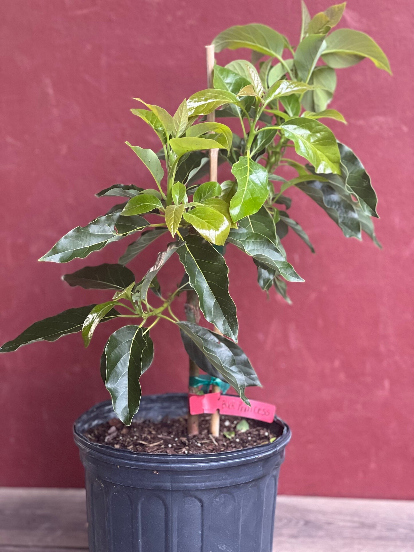 Black Princess avocado Tree , “Cold Hardy” Grafted in 3 Gallon Pot, No Ship to HI