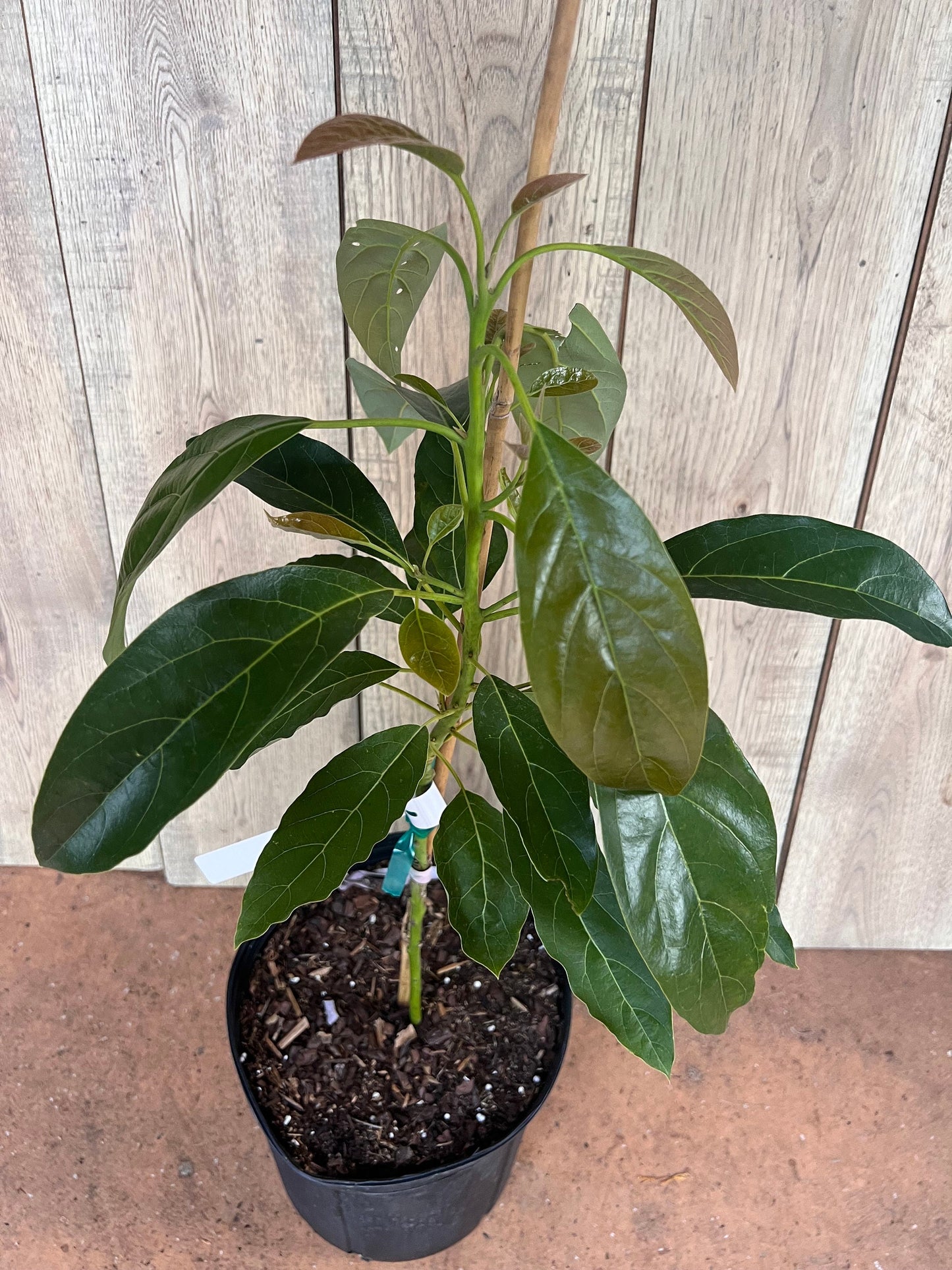 Haas Avocado Tree , Grafted in 3 Gallon Pot, No Ship to CA and HI