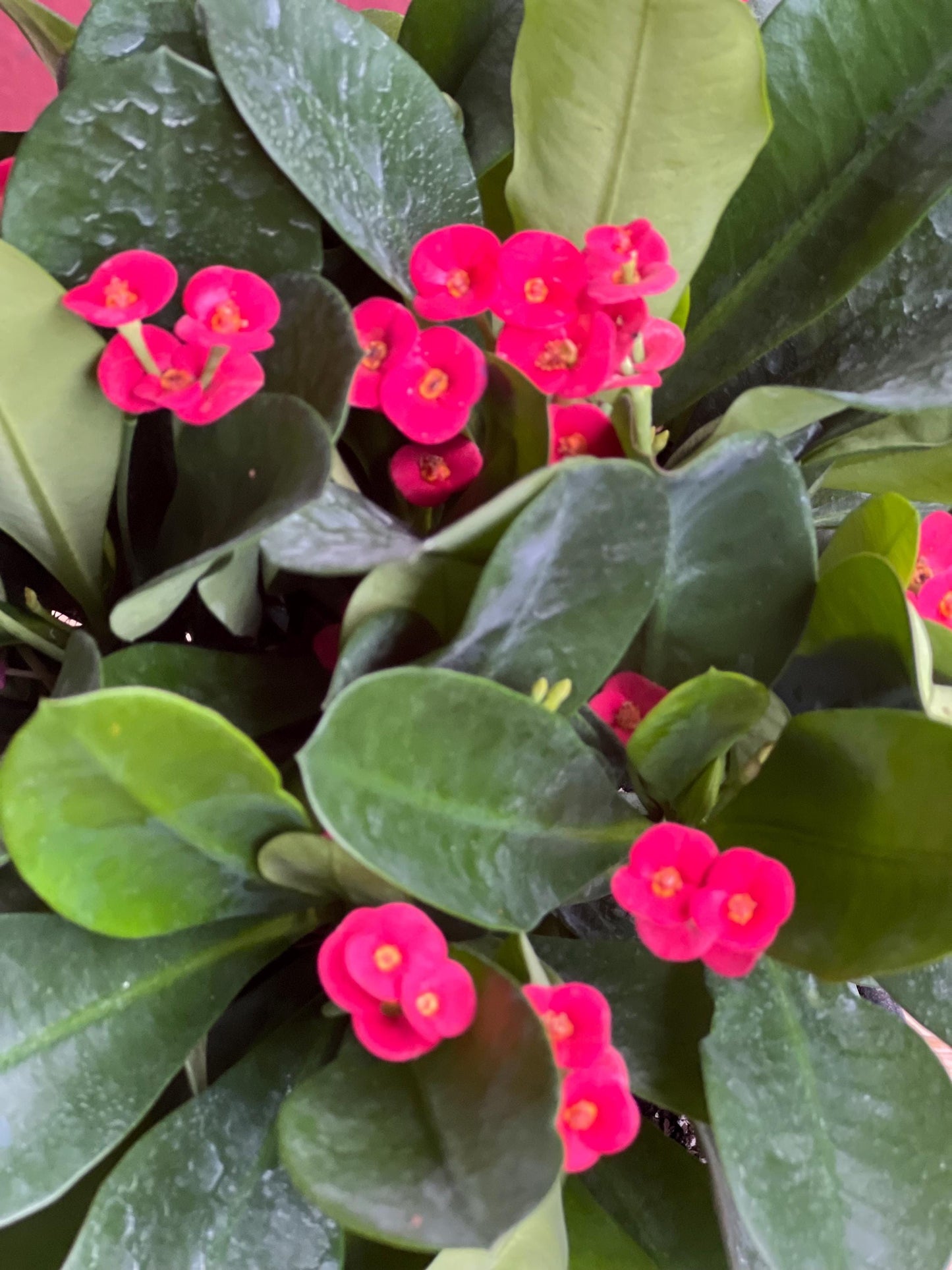 Crown of Thorns, Red in 6" Pot, Euphorbia milii