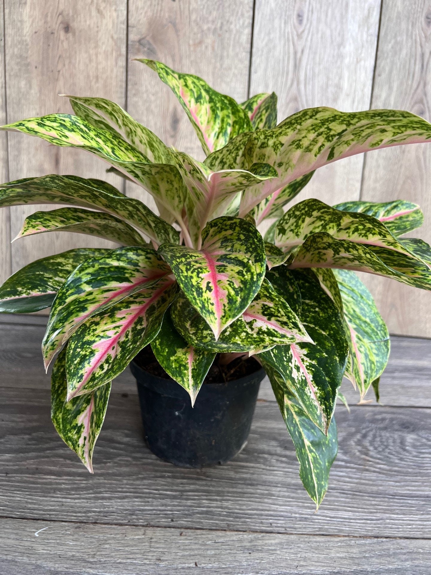 Aglaonema 'Two Tone Moonstone', Pink Aglaonema, Chinese Evergreen, Arum Plant, Live House Plant, in 6" Pot