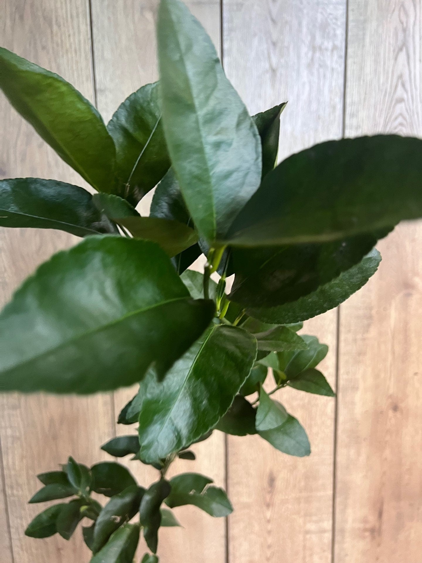 Glenn Navel Orange Tree in half Gallon Pot, Grafted, Florida Shipping Only
