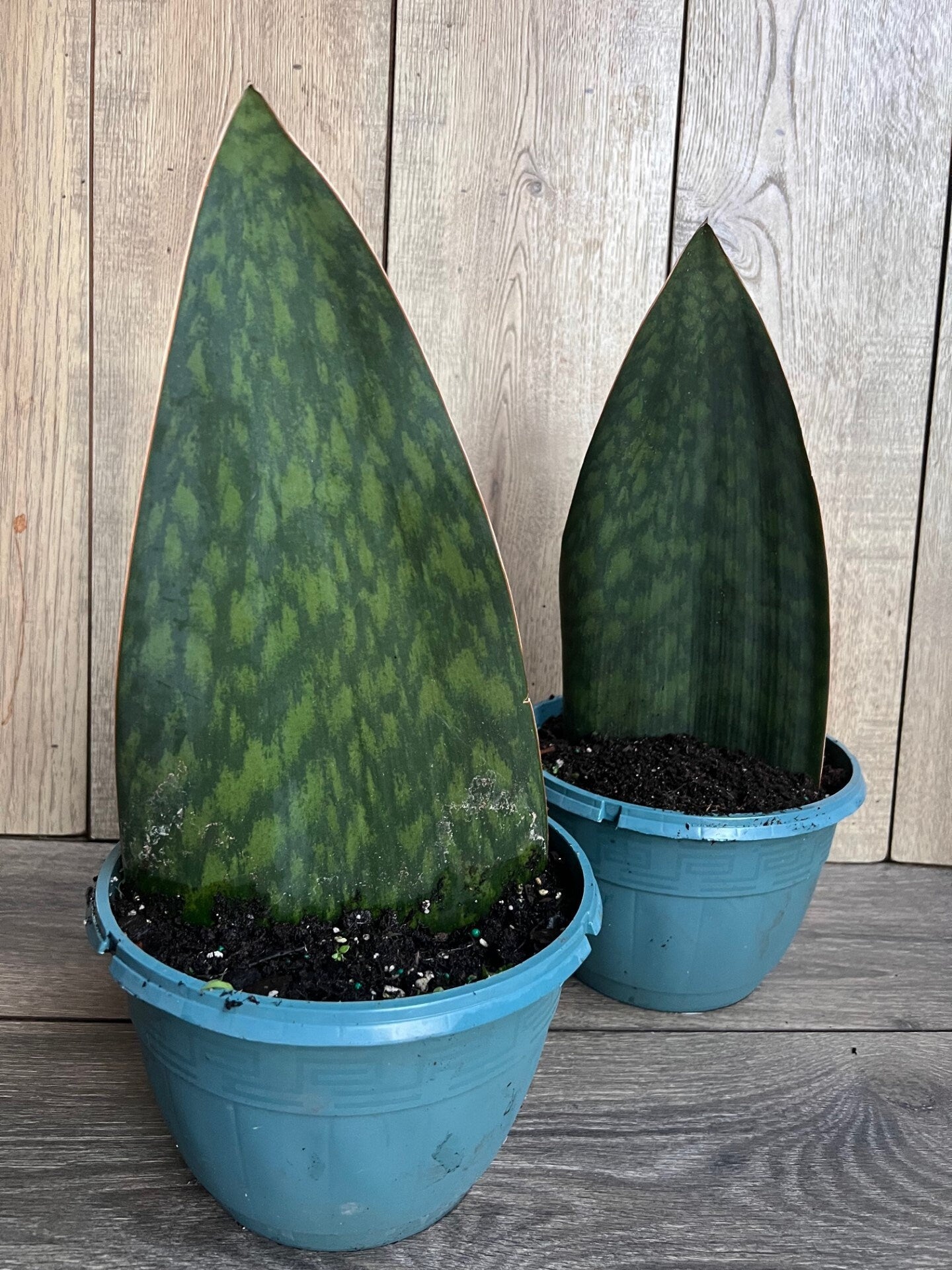 Sansevieria Masoniana, Sansevieria Whale Fin, Snake Plant in 8" Pot