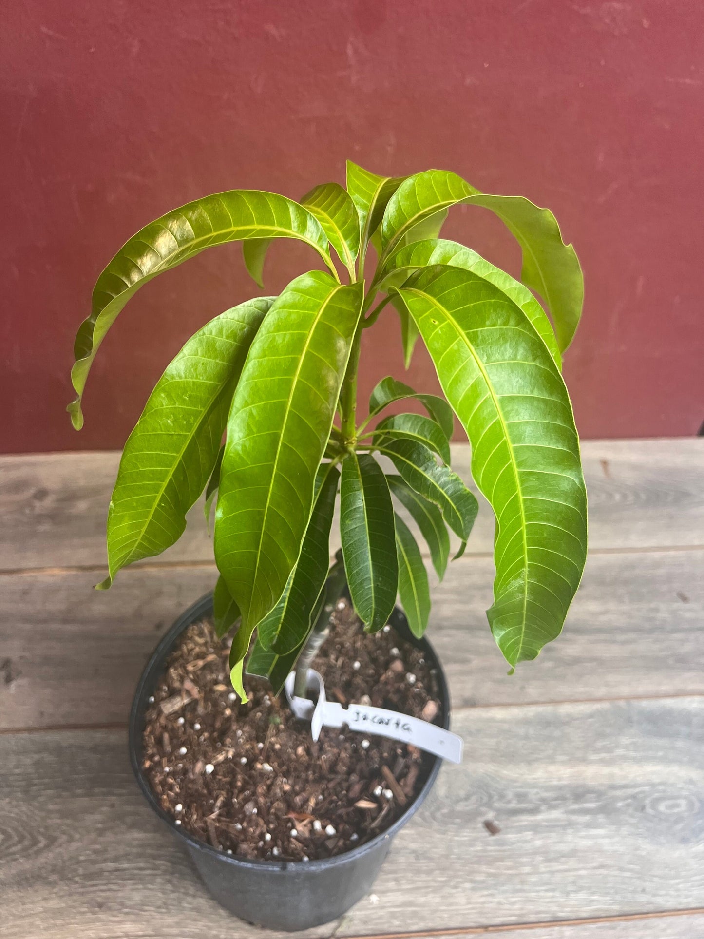 Jakarta Mango in 3 gallon, grafted, No Ship to CA and HI