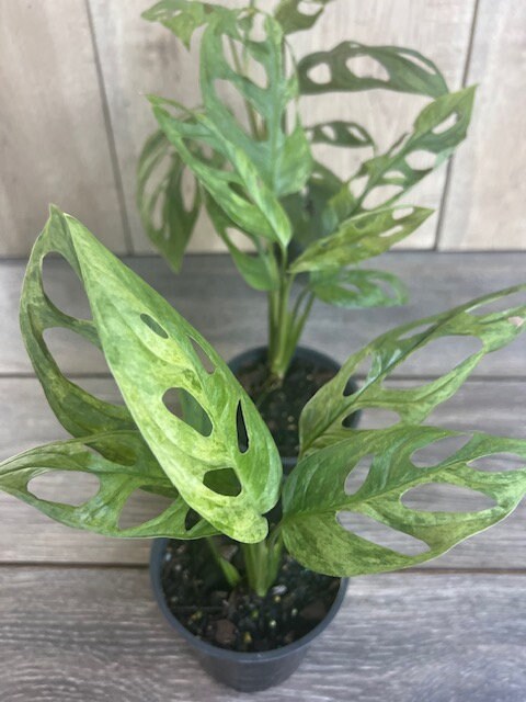Variegated Monstera Adansonii mint , in 4"pot, rare plant